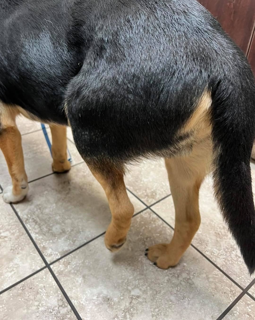 Jax and One Sockee are now home. These boys were wonderful patients for the veterinarians at Southway.

Jax was treated for a facial abscess, ear infection, sedated cheat grass removal, and brought current on all of his vaccines.

One Sockee has a fractured leg just below his knee.  We are hoping it will heal okay with a splint and crate rest so he can avoid surgery.  He was also made current on all of his vaccinations as well.

We are covering all of their veterinary care and follow up visits for their injuries.  We also will be having them neutered once everyone is healed.

Thank you again for the donations this week! We still have a little ways to go and appreciate any donations for these boys, Rosie, Etc.  Without you we wouldn’t have been able to help them 🐾 We kinda got hit all at once with these injured animals.

PayPal:  PayPal.me/IdahoPetRescue 

Venmo:  IdahoPetRescue (4 digit code is 9751)

Mailing Address:

Idaho Animal Rescue Network
2021 Ripon Ave
Lewiston ID 83501

⛔️ We are a 501(c)(3) nonprofit. Donations are tax deductible.  Tax receipts are available upon request.