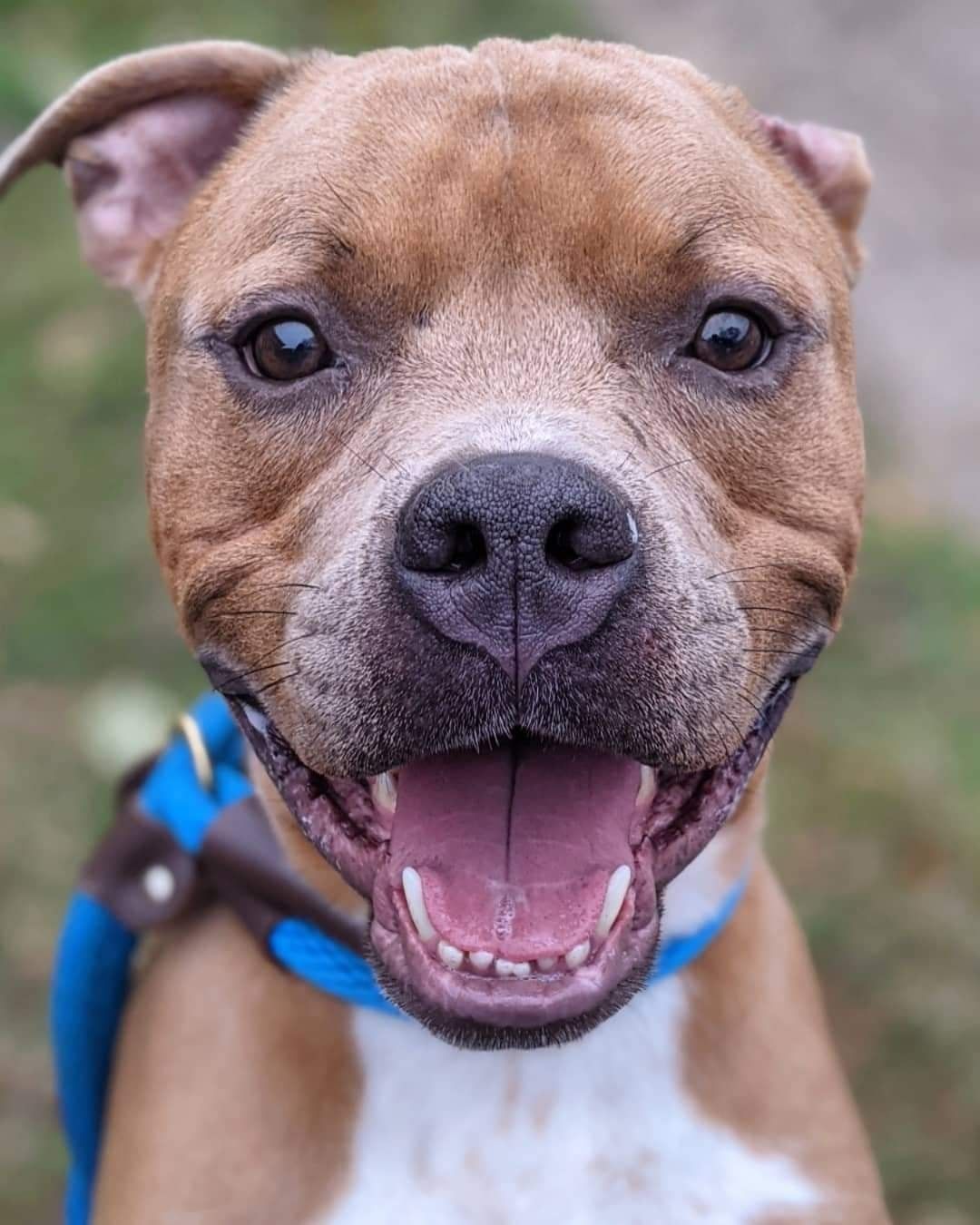 If Bronson is this outstandingly cute as a full grown boy, can you even IMAAAAAGINE the level of cuteness he must have had as a baby puppy?! says our volunteer Amy. 😍🥺🥰
✅ Dog Lover
✅ Cute TEEFIES
✅ Always Smiling
✅ LOVERBOY

And we couldn't agree more!! This boy exudes pure JOY!!! Bronson is just one of our cuties for our <a target='_blank' href='https://www.instagram.com/explore/tags/545FosterFriday/'>#545FosterFriday</a>! 
 
Fill out an application today ⬇️
FOSTER: https://www.icarestl.org/foster
Walk-in adoptions welcome Tuesday-Sunday, 11AM-5 PM

We may be having a CUTENESS competition this week! Next up.... 

Bumble:
✅ Over-the-top CUTE
✅ Friendly
✅ Newbie To CARE
✅ Soulful Eyes 👀

Linda:
✅  EARS For Days!
✅ Snuggle Bug
✅ Affectionate

Rasta:
✅ Sweetheart
✅ Newbie To CARE
✅ Face Will Make You Melt 🥰

Agostini:
✅ Newbie
✅ Laid-back
✅  Sweet!!! 🍭🍭

Fill out an application today ⬇️
FOSTER: https://www.icarestl.org/foster
<a target='_blank' href='https://www.instagram.com/explore/tags/DogsofInstagram/'>#DogsofInstagram</a> <a target='_blank' href='https://www.instagram.com/explore/tags/CareSTLDogs/'>#CareSTLDogs</a> <a target='_blank' href='https://www.instagram.com/explore/tags/FosteringSavesLives/'>#FosteringSavesLives</a>