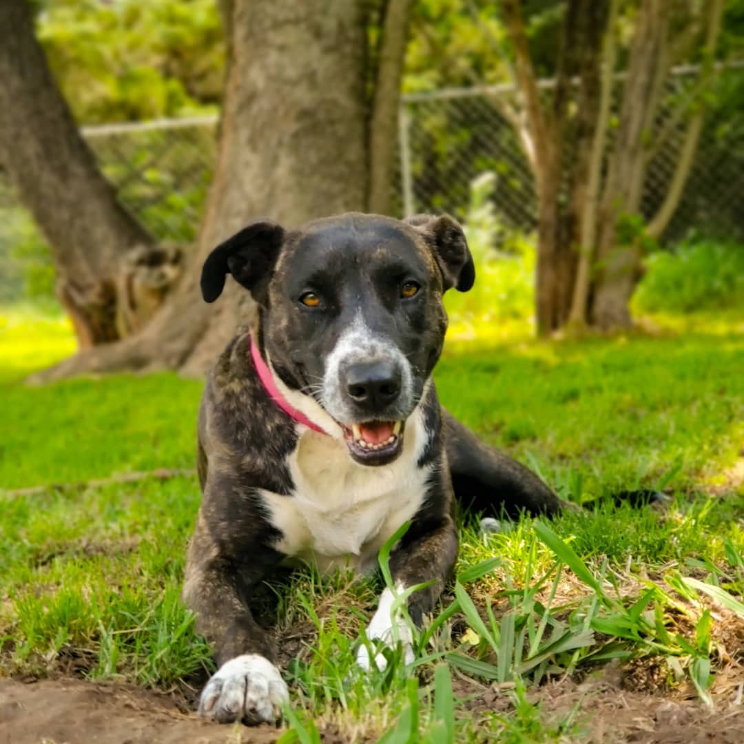 What animal do you think Bunny would be for Halloween? 🤔😉
.
Bunny is a sweet and quiet girl who would love to spend every waking second hanging out with her people. She is a medium energy girl who likes walks and car rides and would do well having a secure yard to roam and rest in. While she is rather reserved, she is so lovable and enjoys being pet and loved on. Bunny would love being in a home with anyone and would get along great with other dogs and children. She is crate-trained, house-trained - would need access to the outside every few hours to avoid making a mistake, and spayed. She is such a love and has been so patient in waiting for a family to recognize her! She would make a great best friend!
.
Are you ready for a BFF? Why not meet Bunny?
➡️➡️ If you’d like to learn more about Bunny, please see the link in our bio. ⬅️⬅️
.
SHARE this with a friend and show Bunny some love by LIKING this photo! 
.
<a target='_blank' href='https://www.instagram.com/explore/tags/halloween2021/'>#halloween2021</a> <a target='_blank' href='https://www.instagram.com/explore/tags/spookyseason/'>#spookyseason</a> <a target='_blank' href='https://www.instagram.com/explore/tags/dog/'>#dog</a> <a target='_blank' href='https://www.instagram.com/explore/tags/halloweendogs/'>#halloweendogs</a> <a target='_blank' href='https://www.instagram.com/explore/tags/dogrescue/'>#dogrescue</a> <a target='_blank' href='https://www.instagram.com/explore/tags/bunny/'>#bunny</a> <a target='_blank' href='https://www.instagram.com/explore/tags/rescues/'>#rescues</a> <a target='_blank' href='https://www.instagram.com/explore/tags/texomadogranch/'>#texomadogranch</a> <a target='_blank' href='https://www.instagram.com/explore/tags/texoma/'>#texoma</a> <a target='_blank' href='https://www.instagram.com/explore/tags/denison/'>#denison</a> <a target='_blank' href='https://www.instagram.com/explore/tags/denisontx/'>#denisontx</a> <a target='_blank' href='https://www.instagram.com/explore/tags/denisontexas/'>#denisontexas</a> <a target='_blank' href='https://www.instagram.com/explore/tags/adoptable/'>#adoptable</a> <a target='_blank' href='https://www.instagram.com/explore/tags/adoptme/'>#adoptme</a> <a target='_blank' href='https://www.instagram.com/explore/tags/adoptadog/'>#adoptadog</a> <a target='_blank' href='https://www.instagram.com/explore/tags/adoptthisdog/'>#adoptthisdog</a> <a target='_blank' href='https://www.instagram.com/explore/tags/lovedogs/'>#lovedogs</a> <a target='_blank' href='https://www.instagram.com/explore/tags/thisishalloween/'>#thisishalloween</a> <a target='_blank' href='https://www.instagram.com/explore/tags/trickortreat/'>#trickortreat</a>