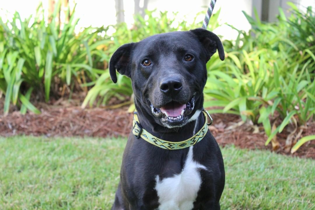 Love big dogs? ❤️ So do we! Maximus, Bowman, Webster, and Holstein are just a few of our large dogs waiting to meet you at the Humane Society of South Coastal Georgia. Visit them Tuesday-Friday from 11-4, or on Saturday by appointment only. to schedule an appointment, email humanesociety@hsscg.org.
www.HSSCG.org
-------------
<a target='_blank' href='https://www.instagram.com/explore/tags/stsimons/'>#stsimons</a> <a target='_blank' href='https://www.instagram.com/explore/tags/stsimonsisland/'>#stsimonsisland</a> <a target='_blank' href='https://www.instagram.com/explore/tags/seaisland/'>#seaisland</a> <a target='_blank' href='https://www.instagram.com/explore/tags/jekyllisland/'>#jekyllisland</a> <a target='_blank' href='https://www.instagram.com/explore/tags/brunswick/'>#brunswick</a> <a target='_blank' href='https://www.instagram.com/explore/tags/goldenisles/'>#goldenisles</a> <a target='_blank' href='https://www.instagram.com/explore/tags/jacksonville/'>#jacksonville</a> <a target='_blank' href='https://www.instagram.com/explore/tags/savannah/'>#savannah</a> <a target='_blank' href='https://www.instagram.com/explore/tags/humane/'>#humane</a> <a target='_blank' href='https://www.instagram.com/explore/tags/adoptdontshop/'>#adoptdontshop</a> <a target='_blank' href='https://www.instagram.com/explore/tags/adopt/'>#adopt</a> <a target='_blank' href='https://www.instagram.com/explore/tags/dogs/'>#dogs</a> <a target='_blank' href='https://www.instagram.com/explore/tags/dogsofinstagram/'>#dogsofinstagram</a> <a target='_blank' href='https://www.instagram.com/explore/tags/rescuedog/'>#rescuedog</a> <a target='_blank' href='https://www.instagram.com/explore/tags/animalshelter/'>#animalshelter</a> <a target='_blank' href='https://www.instagram.com/explore/tags/hsscg/'>#hsscg</a>