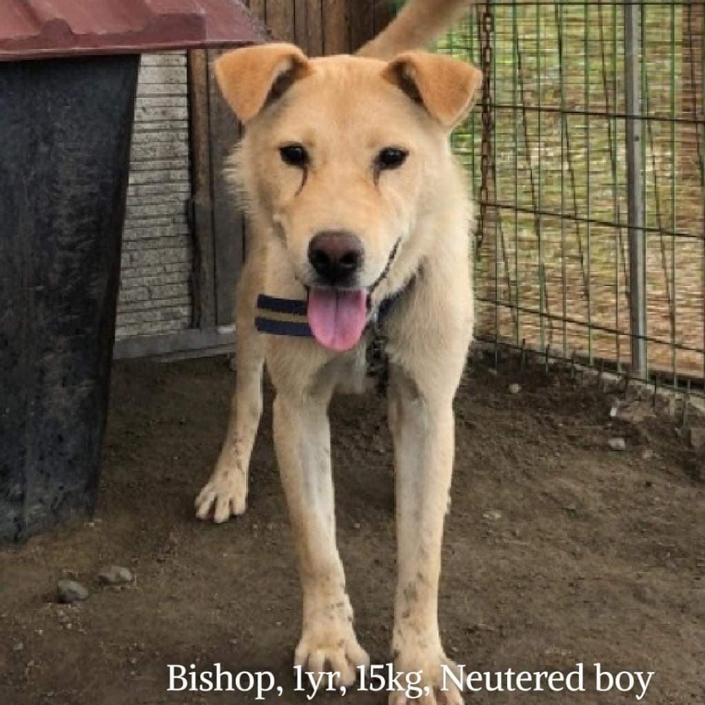 FOSTERS NEEDED

Meet Bianca & Bishop, our incoming medium energy Jindo Golden mixes. They are about a year old, 30ish lbs, and super friendly. They love dogs, but not sure how they are with cats. Great with people and love affection. 

Bianca and Bishop both love people. 
Bishop is calmer and Bianca is more energetic.

Bianca and Bishop were found by a reservoir in the city of Asan. Villagers reported them so they came to the city shelter, where our partners rescued them and called us. We are looking forward to having them come to us here!

If interested in fostering, please let email us at twentypawsrescue@gmail.com or info@twentypawsrescue.com. You can also dm us!