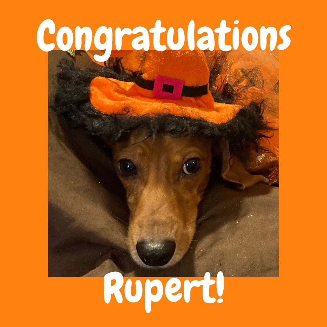 Congratulations Rupert on winning our WEENSday Wildcard! Your bark is mad powerful - you were able to spread the word to double the amount of every other contestant during this Wildcard Round!! 😍

Thank you for sharing KDR's mission and raising some funds for sweet pups in the process. While we are happy to raise funds we also really want to get the word out there about rescue, and what we do in our area to help. The more people that know about us, the more pups hopefully end up at a rescue and not abandoned or left at a shelter with little chance at adoption. ❤️

And thanks so much to Stefanie over at @weenieton for providing the prize for this Wildcard Round! Rupert you now have $50 to grab some weenderful items! I dare say we envy you and we may need to go shopping as well! 🤣🐶

<a target='_blank' href='https://www.instagram.com/explore/tags/adoptdontshop/'>#adoptdontshop</a> <a target='_blank' href='https://www.instagram.com/explore/tags/foragoodcause/'>#foragoodcause</a> <a target='_blank' href='https://www.instagram.com/explore/tags/weenieton/'>#weenieton</a> <a target='_blank' href='https://www.instagram.com/explore/tags/stefanieshank/'>#stefanieshank</a> <a target='_blank' href='https://www.instagram.com/explore/tags/shoptilyoudrop/'>#shoptilyoudrop</a> <a target='_blank' href='https://www.instagram.com/explore/tags/halloweenie/'>#halloweenie</a> <a target='_blank' href='https://www.instagram.com/explore/tags/hallowiener/'>#hallowiener</a> <a target='_blank' href='https://www.instagram.com/explore/tags/dachshundsofinstagram/'>#dachshundsofinstagram</a> <a target='_blank' href='https://www.instagram.com/explore/tags/dachshundrescue/'>#dachshundrescue</a> <a target='_blank' href='https://www.instagram.com/explore/tags/halloweencostumecontest/'>#halloweencostumecontest</a> <a target='_blank' href='https://www.instagram.com/explore/tags/dogsincostume/'>#dogsincostume</a> <a target='_blank' href='https://www.instagram.com/explore/tags/forthegram/'>#forthegram</a> <a target='_blank' href='https://www.instagram.com/explore/tags/wholesomecontent/'>#wholesomecontent</a>