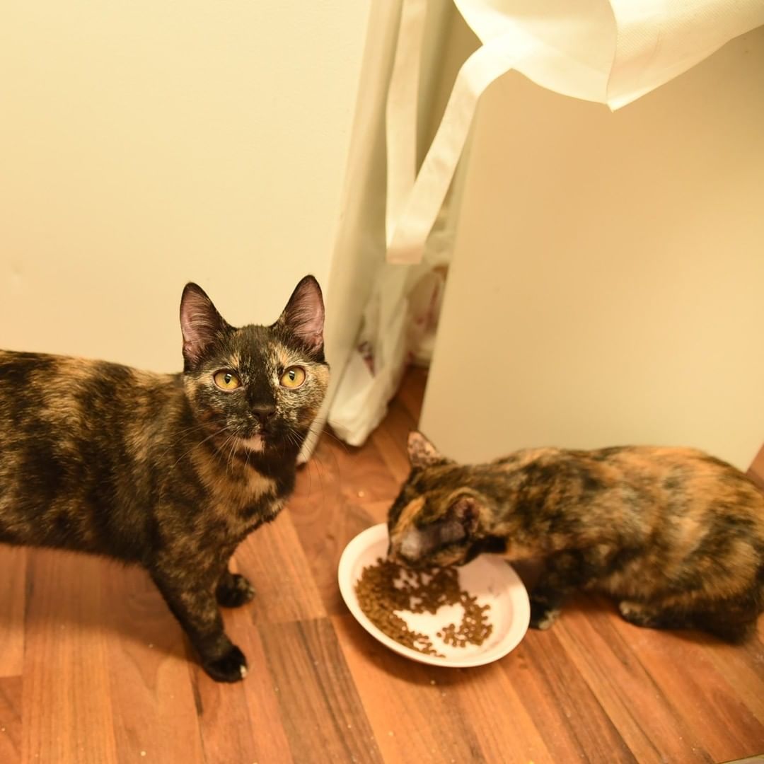 Bonded pair Maddie (with an orange stripe down her face) and Maggie (with the all-black nose) are still looking for a home together. When you adopt a bonded pair, the transition to their new home is easier because they already know and love each other, and have each other for support, reassurance, play, cuddling, and alleviating boredom. It's a win-win! 🙌 For more details about these two gorgeous Tortie sisters, visit svpetproject.org (link in bio).

<a target='_blank' href='https://www.instagram.com/explore/tags/adoptus/'>#adoptus</a> <a target='_blank' href='https://www.instagram.com/explore/tags/adoptablekittenssanjose/'>#adoptablekittenssanjose</a> <a target='_blank' href='https://www.instagram.com/explore/tags/bayareaadoptablekittens/'>#bayareaadoptablekittens</a>  <a target='_blank' href='https://www.instagram.com/explore/tags/southbayadoptablekittens/'>#southbayadoptablekittens</a> 
<a target='_blank' href='https://www.instagram.com/explore/tags/adoptabletorties/'>#adoptabletorties</a> <a target='_blank' href='https://www.instagram.com/explore/tags/siliconvalleyadoptablekittens/'>#siliconvalleyadoptablekittens</a> 
<a target='_blank' href='https://www.instagram.com/explore/tags/svpetproject/'>#svpetproject</a> <a target='_blank' href='https://www.instagram.com/explore/tags/siliconvalleypetproject/'>#siliconvalleypetproject</a>