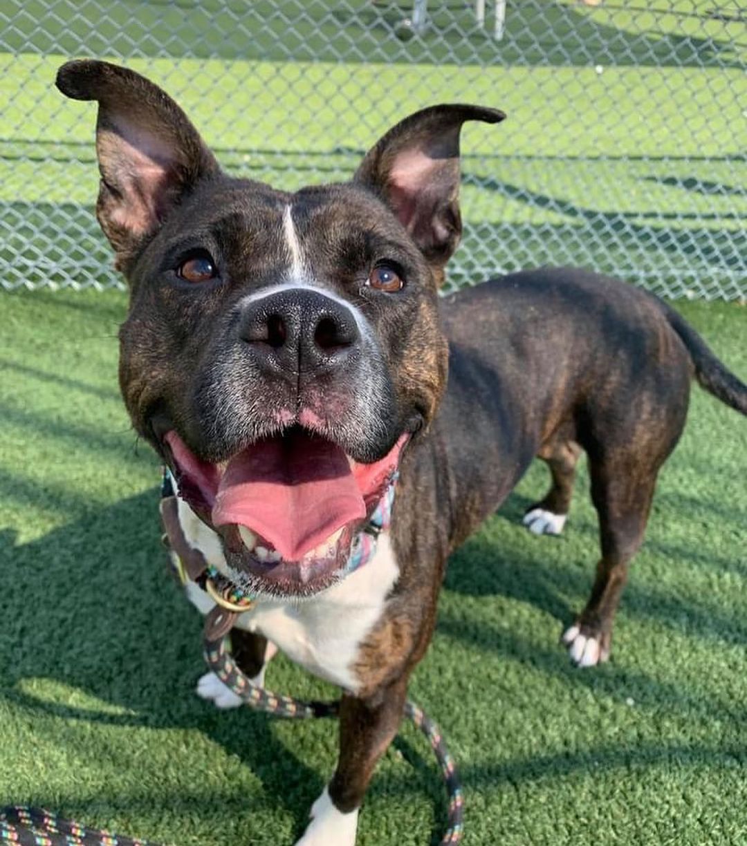 <a target='_blank' href='https://www.instagram.com/explore/tags/TongueOutTuesday/'>#TongueOutTuesday</a>😛 Exuberant RosaLee is like a ray of sunshine. It's hard not to pick up on and share her zest for life! 

This silly sweetheart is always excited to get outside for walks, making for pleasant company. In the play yard, one of her signature moves is bursting into zoomies and then flipping onto her back for belly rubs. She seems to be a nice balance of active and playful as well as attentive and sweet. With other dogs in play group, she was social and playful. 

We could see her making a loving new family member! RosaLee is estimated to be around 3 years old and weighs 58 lbs. 

Visit www.tinyurl.com/meetacitydog to set up a meet!
.
.
.
<a target='_blank' href='https://www.instagram.com/explore/tags/adoptdontshop/'>#adoptdontshop</a> <a target='_blank' href='https://www.instagram.com/explore/tags/adoptme/'>#adoptme</a> <a target='_blank' href='https://www.instagram.com/explore/tags/citydogscle/'>#citydogscle</a> <a target='_blank' href='https://www.instagram.com/explore/tags/cledogs/'>#cledogs</a> <a target='_blank' href='https://www.instagram.com/explore/tags/dogsofcle/'>#dogsofcle</a> <a target='_blank' href='https://www.instagram.com/explore/tags/rescuedog/'>#rescuedog</a>