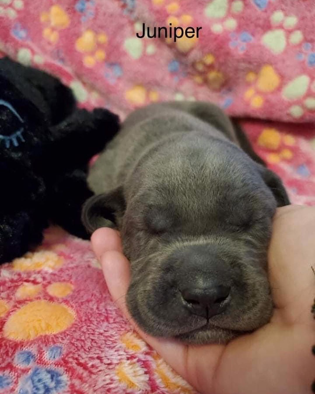 Updated pics of the Bluey litter! 

They love the puppies from Amazon. At $30-$40 each, it would be impossible for us to purchase them for each litter. Thank you to everyone that purchased from their Amazon list! They will go to their furever homes as well. 

<a target='_blank' href='https://www.instagram.com/explore/tags/bdhp/'>#bdhp</a> <a target='_blank' href='https://www.instagram.com/explore/tags/bdhpi/'>#bdhpi</a> <a target='_blank' href='https://www.instagram.com/explore/tags/bigdogshugepaws/'>#bigdogshugepaws</a>