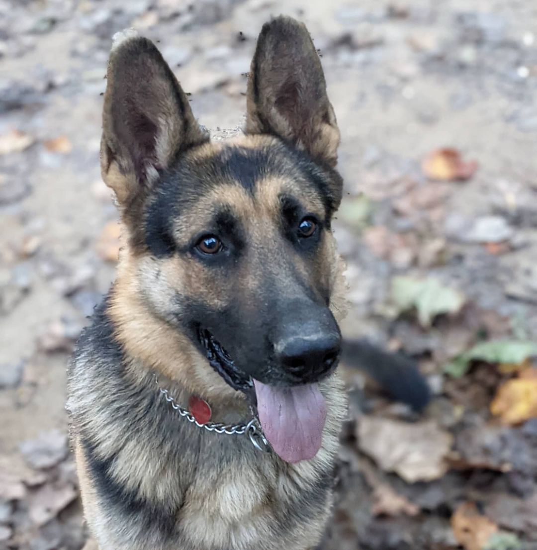 Say hello to Tito, a big goofball who loves kids and fetching balls. Tito is looking for his perfect forever home.
<a target='_blank' href='https://www.instagram.com/explore/tags/rescuedog/'>#rescuedog</a> <a target='_blank' href='https://www.instagram.com/explore/tags/dogsofinstagram/'>#dogsofinstagram</a> <a target='_blank' href='https://www.instagram.com/explore/tags/adoptdontshop/'>#adoptdontshop</a> <a target='_blank' href='https://www.instagram.com/explore/tags/dog/'>#dog</a> <a target='_blank' href='https://www.instagram.com/explore/tags/rescuedogsofinstagram/'>#rescuedogsofinstagram</a> <a target='_blank' href='https://www.instagram.com/explore/tags/dogs/'>#dogs</a> <a target='_blank' href='https://www.instagram.com/explore/tags/dogstagram/'>#dogstagram</a>  <a target='_blank' href='https://www.instagram.com/explore/tags/instadog/'>#instadog</a> <a target='_blank' href='https://www.instagram.com/explore/tags/dogoftheday/'>#dogoftheday</a> <a target='_blank' href='https://www.instagram.com/explore/tags/doglover/'>#doglover</a> <a target='_blank' href='https://www.instagram.com/explore/tags/doggo/'>#doggo</a>  <a target='_blank' href='https://www.instagram.com/explore/tags/muttsofinstagram/'>#muttsofinstagram</a> <a target='_blank' href='https://www.instagram.com/explore/tags/ilovemydog/'>#ilovemydog</a>  <a target='_blank' href='https://www.instagram.com/explore/tags/instagram/'>#instagram</a>  <a target='_blank' href='https://www.instagram.com/explore/tags/puppylove/'>#puppylove</a>  <a target='_blank' href='https://www.instagram.com/explore/tags/dogsofinsta/'>#dogsofinsta</a> <a target='_blank' href='https://www.instagram.com/explore/tags/pet/'>#pet</a> <a target='_blank' href='https://www.instagram.com/explore/tags/puppies/'>#puppies</a> <a target='_blank' href='https://www.instagram.com/explore/tags/puppiesofinstagram/'>#puppiesofinstagram</a> <a target='_blank' href='https://www.instagram.com/explore/tags/rescuedogs/'>#rescuedogs</a> <a target='_blank' href='https://www.instagram.com/explore/tags/rescuedogsrule/'>#rescuedogsrule</a> <a target='_blank' href='https://www.instagram.com/explore/tags/dogrescue/'>#dogrescue</a> <a target='_blank' href='https://www.instagram.com/explore/tags/adoptadog/'>#adoptadog</a> <a target='_blank' href='https://www.instagram.com/explore/tags/dogsofinstaworld/'>#dogsofinstaworld</a> <a target='_blank' href='https://www.instagram.com/explore/tags/adoptable/'>#adoptable</a>  <a target='_blank' href='https://www.instagram.com/explore/tags/germanshepherd/'>#germanshepherd</a>