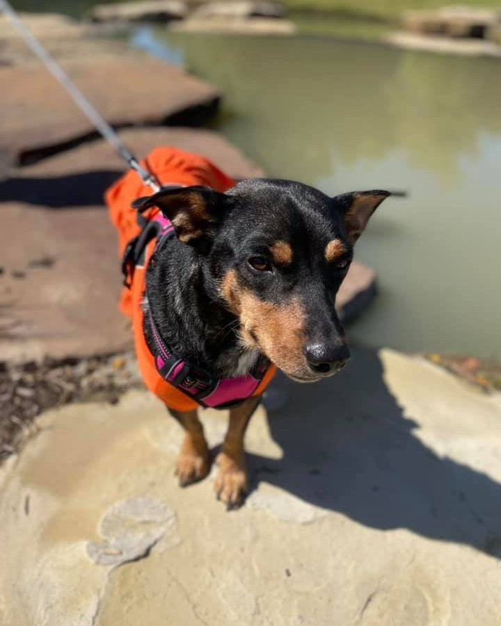 💔 Our sweet Autumn Rose needs a foster or foster to adopt home while we get her through heartworm treatment. Unfortunately, her foster family had a medical emergency and poor Autumn is back in boarding. 😭 She is the mama dog we recently rescued, along with a solo puppy. She did such a good job taking care of her puppies and now it is her turn to get taken care of. PLEASE SHARE  her plea or consider donating to her care. 

🌷Apply to foster or adopt Autumn here. 
https://www.laprescue.org/adoption-app-.html