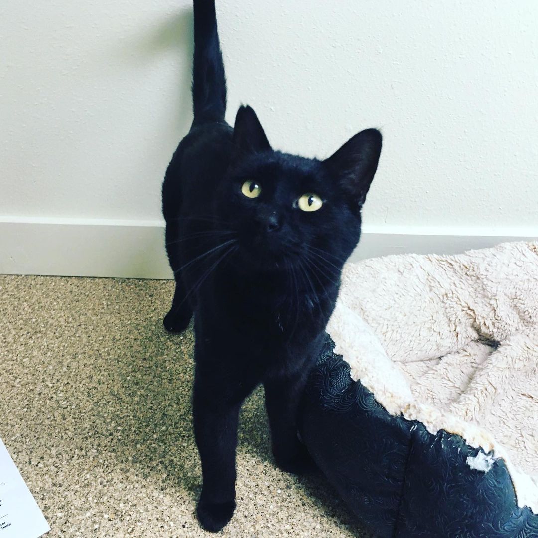 It’s <a target='_blank' href='https://www.instagram.com/explore/tags/nationalblackcatday/'>#nationalblackcatday</a> and we have several black cats ready to find their furrever home! 

Black is the most dominant fur color. Black cats can even change color. Some have a tabby pattern that can be seen in different lighting. Pretty cool! 

<a target='_blank' href='https://www.instagram.com/explore/tags/BMHACats/'>#BMHACats</a> <a target='_blank' href='https://www.instagram.com/explore/tags/rescuecat/'>#rescuecat</a> <a target='_blank' href='https://www.instagram.com/explore/tags/adoptdontshop/'>#adoptdontshop</a> <a target='_blank' href='https://www.instagram.com/explore/tags/easternoregon/'>#easternoregon</a>