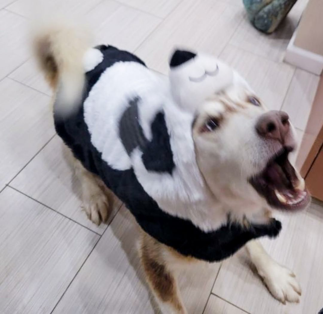 🕸🖤🎃👻 SPOOKY PUP OF THE DAY 👻🎃🖤🕸

First of all, Rocky is HOME SAFE with his foster!! YAY!

We had taken these pics when he arrived last weekend but it didn't feel right to post them until he was back safely with us 🖤

Rocky is a red panda for Halloween this year! He comes to us from the high kill shelter in Clovis, NM - pups in their shelter are given only 5 days before euthanasia. We were thankfully able to pull him when things got down to the wire. He is estimated 3-5yrs old and is overall a really good boy, friendly with humans and playful with other dogs. He clearly does have some will to escape as he was able to tunnel under his foster's fence within a few days, so recommend caution and supervision as he adjusts. 

He got a bath when he first arrived here and did great - we had to get pretty up close and personal since he was so dirty, but he showed no aggression at all. He is medium/high energy and seems to know some commands and is very attentive and excited for treats. He has a ton of potential for the right adopter! He still needs to be neutered and have basic diagnostic tests done to rule out common health issues. Once this is done he will be ready to go to his forever home - we can place him with the right adopter in a foster-to-adopt home ASAP, provided the adopter is able to work with us for medical appointment scheduling! 

Apply here, or wait for his official ready-to-adopt post in the near future!

<a target='_blank' href='https://www.instagram.com/explore/tags/husky/'>#husky</a> <a target='_blank' href='https://www.instagram.com/explore/tags/panda/'>#panda</a> <a target='_blank' href='https://www.instagram.com/explore/tags/red/'>#red</a> <a target='_blank' href='https://www.instagram.com/explore/tags/redhusky/'>#redhusky</a> <a target='_blank' href='https://www.instagram.com/explore/tags/siberianhusky/'>#siberianhusky</a> <a target='_blank' href='https://www.instagram.com/explore/tags/azhusky/'>#azhusky</a> <a target='_blank' href='https://www.instagram.com/explore/tags/arizonahusky/'>#arizonahusky</a> <a target='_blank' href='https://www.instagram.com/explore/tags/azhuskyrescue/'>#azhuskyrescue</a> <a target='_blank' href='https://www.instagram.com/explore/tags/rescue/'>#rescue</a> <a target='_blank' href='https://www.instagram.com/explore/tags/huskyrescue/'>#huskyrescue</a> <a target='_blank' href='https://www.instagram.com/explore/tags/huskiesofinstagram/'>#huskiesofinstagram</a> <a target='_blank' href='https://www.instagram.com/explore/tags/rescuedog/'>#rescuedog</a> <a target='_blank' href='https://www.instagram.com/explore/tags/dogsincostume/'>#dogsincostume</a> <a target='_blank' href='https://www.instagram.com/explore/tags/halloweendogs/'>#halloweendogs</a> <a target='_blank' href='https://www.instagram.com/explore/tags/trickortreat/'>#trickortreat</a> <a target='_blank' href='https://www.instagram.com/explore/tags/adoptme/'>#adoptme</a> <a target='_blank' href='https://www.instagram.com/explore/tags/adoptdontshop/'>#adoptdontshop</a>