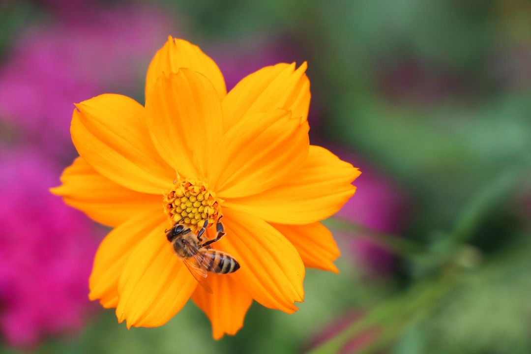 Last Saturday, the WaterWise Landscape Tour was all the buzz 🐝 

We hope you felt inspired by these beautiful and sustainable local landscapes! 🌷🌼💧

<a target='_blank' href='https://www.instagram.com/explore/tags/loveplano/'>#loveplano</a> <a target='_blank' href='https://www.instagram.com/explore/tags/planotx/'>#planotx</a> <a target='_blank' href='https://www.instagram.com/explore/tags/sustainability/'>#sustainability</a> <a target='_blank' href='https://www.instagram.com/explore/tags/garden/'>#garden</a>