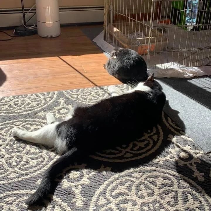 We can't think of anything better than bunny buns on a Friday! 

Check these cuties out - Bronwyn and Conchita have been loving the extra space, love, and attention they're getting in their foster home. Plus, they have made friends with the resident cat in their foster home, who has shown Conchita where to find the sunniest spots to nap! 

This bonded pair of ladies is just the sweetest, and they're looking for their forever home. Bronwyn and Conchita will do best in an environment where they have plenty of space to hop around and play. 

If you're interested in adopting Bronwyn & Conchita, please complete an adoption application here: https://popememorialcvhs.org/adoption-application/ 

Please email questions to adoption@popememorialcvhs.org

<a target='_blank' href='https://www.instagram.com/explore/tags/fosterfriday/'>#fosterfriday</a> <a target='_blank' href='https://www.instagram.com/explore/tags/bunniesofinstagram/'>#bunniesofinstagram</a> <a target='_blank' href='https://www.instagram.com/explore/tags/adoptdontshop/'>#adoptdontshop</a> <a target='_blank' href='https://www.instagram.com/explore/tags/foster/'>#foster</a> <a target='_blank' href='https://www.instagram.com/explore/tags/bunnybuns/'>#bunnybuns</a>