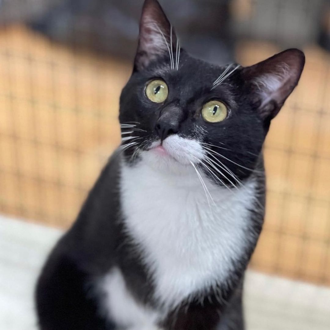 Tony would like to know why it’s <a target='_blank' href='https://www.instagram.com/explore/tags/nationalblackcatday/'>#nationalblackcatday</a> 🐈‍⬛but not National <a target='_blank' href='https://www.instagram.com/explore/tags/tuxedocat/'>#tuxedocat</a> day? It’s ok Tony, you’re still mostly black…and you’re pretty much feline purrfection. Tony is a tripawd, but don’t tell him, he has no idea he’s missing anything. This ridiculously adorable, affectionate, playful, sweet boy is so much fun, gets along great with other animal friends, and enjoys catnip kickers and watching <a target='_blank' href='https://www.instagram.com/explore/tags/natgeo/'>#natgeo</a> and chirping . Tony is cuddly, athletic, and gets around on three legs with absolutely no issue. Seriously tho, this cat is beyond exceptional. We love Tony the tripawd, and you will too. If you are deserving of this amazing one-year-old boy, please fill out our application at www.hharteam.org <a target='_blank' href='https://www.instagram.com/explore/tags/tripawd/'>#tripawd</a> <a target='_blank' href='https://www.instagram.com/explore/tags/blackandwhite/'>#blackandwhite</a> <a target='_blank' href='https://www.instagram.com/explore/tags/tuxedo/'>#tuxedo</a> <a target='_blank' href='https://www.instagram.com/explore/tags/tuxedocat/'>#tuxedocat</a> <a target='_blank' href='https://www.instagram.com/explore/tags/tux/'>#tux</a> <a target='_blank' href='https://www.instagram.com/explore/tags/purrfect/'>#purrfect</a> <a target='_blank' href='https://www.instagram.com/explore/tags/purrfection/'>#purrfection</a> <a target='_blank' href='https://www.instagram.com/explore/tags/adoptables/'>#adoptables</a> <a target='_blank' href='https://www.instagram.com/explore/tags/adoptable/'>#adoptable</a> <a target='_blank' href='https://www.instagram.com/explore/tags/fostercat/'>#fostercat</a> <a target='_blank' href='https://www.instagram.com/explore/tags/tripawd/'>#tripawd</a> <a target='_blank' href='https://www.instagram.com/explore/tags/tripawdsofinstagram/'>#tripawdsofinstagram</a> <a target='_blank' href='https://www.instagram.com/explore/tags/tripaw/'>#tripaw</a> <a target='_blank' href='https://www.instagram.com/explore/tags/tony/'>#tony</a> <a target='_blank' href='https://www.instagram.com/explore/tags/love/'>#love</a> <a target='_blank' href='https://www.instagram.com/explore/tags/happy/'>#happy</a> <a target='_blank' href='https://www.instagram.com/explore/tags/perfectlyimperfect/'>#perfectlyimperfect</a> <a target='_blank' href='https://www.instagram.com/explore/tags/bestfriendgoals/'>#bestfriendgoals</a> 🐈‍⬛❤️🐾