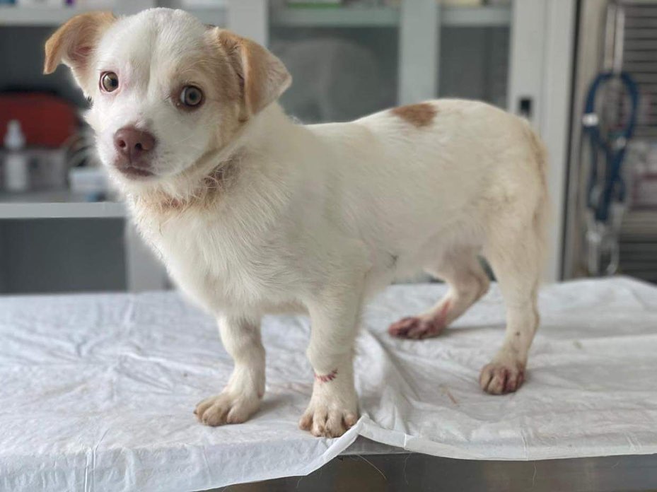 When the owners got tired of caring for Remy, they threw him out on a busy street. 
Newly homeless, not knowing what to do and how to get around, Remy stayed close to his former home. Some neighbors fed him, yet no one bothered to provide him with a safe haven.  And so, the inevitable happened. With the nights turning very cold in Azerbaijan, Remy was trying to keep warm by sleeping under a car. The owner of the car not knowing that there was a dog was under the car or not caring, drove off and ran over Remy’s back legs and tail. 
Someone bandaged his back legs but with all the dragging on dirt and no change of the dressing, things only took a turn for the worst. Remy is wildly in pain. His tail is severely damaged and infected. He can’t sit on it, and he can barely walk on his back legs. His toes are split apart. 
The built-up infection has now entered his bloodstream and it's causing his eyes to close and giving him a fever.  All injuries are now rotting away and causing an unbelievable smell due to infection. 
Remy is safe in rescue now but in bad condition. He needs surgery on his tail and toes- there is no way around it. Any amount donated towards his care today will change his life forever. 
This is the tragic reality of many animals in Azerbaijan and he did not deserve this abuse. Thank you to all who donate today. <a target='_blank' href='https://www.instagram.com/explore/tags/Remy_goodworld/'>#Remy_goodworld</a> 

🧡PayPal: contact@gwarp.org
🧡Venmo: @gwarp
🧡Cuddly: Remy
🧡Patreon: in bio @goodworld.shelter 

🧡Bank Respublika
Номер счёта: 380194400257664801
Номер серии паспорта:05022601

🧡Card2Card: 5335 9935 0295 8870 .
Срок действия карты 03/24
Имя: Zemfira Aghayeva 

🧡Сбербанк
Номер карты:
5469 3800 7354 2051 
Номер телефона:
+7926-563-62-63 
Карта на имя: Гамет Шакир Г.