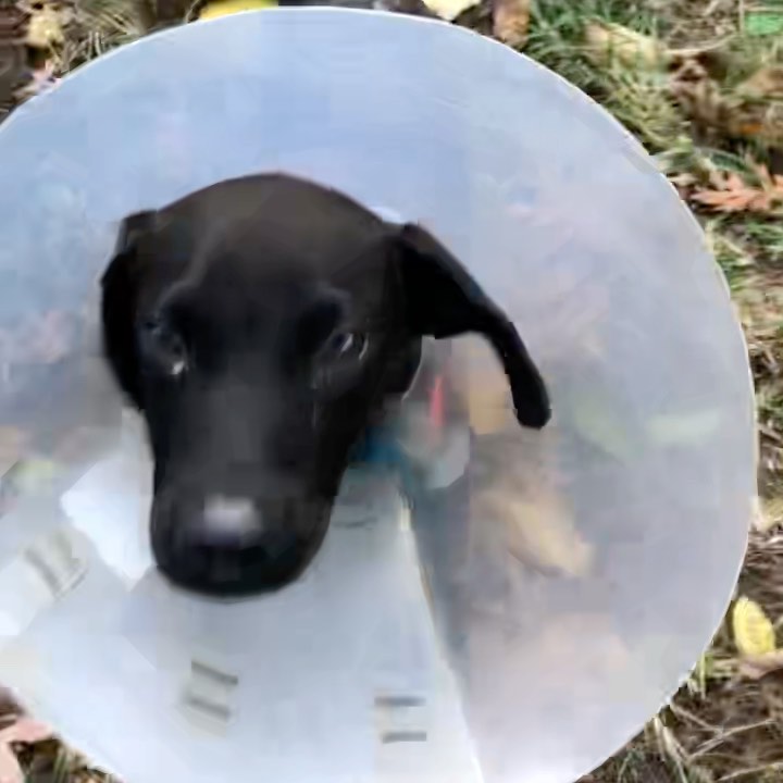 URGENT!! THIS PUPPY NEEDS A FOSTER WHO CAN HELP HIS BROKEN LEG HEAL ASAP!!! We are trying to take this baby in, but we can’t unless we find someone willing and qualified to care for a pup that needs mostly bed/cage rest and occasional vet visits. Wentz is about 5 months old, only 12 lbs, and he was hit by a car and left at the doorstep of a rescuer in Texas. His broken bones had punctured the skin, but he hobbled around determined to survive.  A mutual friend helped arrange for him to have surgery just over the Mexican border to repair his leg, and he was transported up to NYC a few days ago. He is now stuck in limbo in her care, she’s unable to look after him much longer so we’re trying to do right by this strong spirited little guy. He’s very friendly and wants to play but cannot have much physical activity while he heals for the next month. He’s great with other animals but needs a pup free home, otherwise he’ll be too tempted to try to wrestle — he doesn’t understand he needs to recover. PLEASE HELP!!! Pickup is ASAP this weekend in the East Village, fostering lasts 4 to 6 weeks. If you can give him a temporary home, please submit the foster app at socialteesnyc.org and email foster@socialteesnyc.org NOW!!! <a target='_blank' href='https://www.instagram.com/explore/tags/adoptdontshop/'>#adoptdontshop</a> <a target='_blank' href='https://www.instagram.com/explore/tags/fosterme/'>#fosterme</a> <a target='_blank' href='https://www.instagram.com/explore/tags/puppy/'>#puppy</a> <a target='_blank' href='https://www.instagram.com/explore/tags/terrier/'>#terrier</a> <a target='_blank' href='https://www.instagram.com/explore/tags/rescuedog/'>#rescuedog</a> <a target='_blank' href='https://www.instagram.com/explore/tags/dogsofinstagram/'>#dogsofinstagram</a> <a target='_blank' href='https://www.instagram.com/explore/tags/animalrescue/'>#animalrescue</a> <a target='_blank' href='https://www.instagram.com/explore/tags/puppies/'>#puppies</a> <a target='_blank' href='https://www.instagram.com/explore/tags/socialtees/'>#socialtees</a> <a target='_blank' href='https://www.instagram.com/explore/tags/socialteesnyc/'>#socialteesnyc</a> <a target='_blank' href='https://www.instagram.com/explore/tags/straypride/'>#straypride</a>