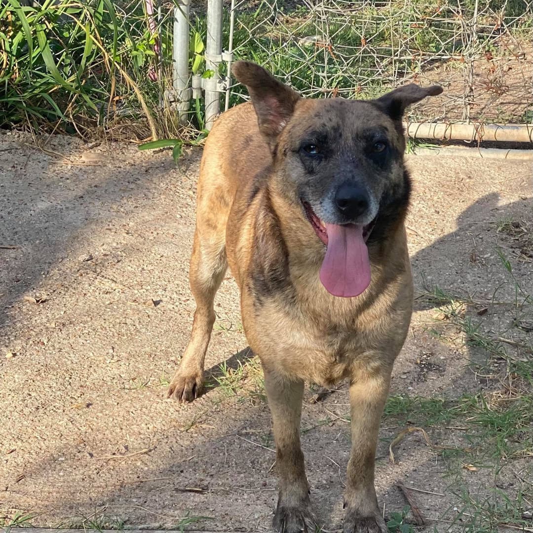 🌹🥀 Everything is rosy posy over here - or it would be is miss Rosie found her forever home!
.
Rosie is a 2 year old Shepherd/Catahoula Mix. She is an absolute love bug and is full of energy, very playful, and full of fun; She loves to run and play and LOVES to be the center of attention. She enjoys the company of both people and other dogs - if you are giving attention to another dog, this sweetie will wiggle her way in for some love too! She’s never shown any signs of aggression and never growls. She is an excited leash walker, but with time and practice she’ll be a breeze to go for walks with! She gets bored easily so we’d recommend avoiding leaving her with stuffed toys or blankets as she’ll chew them! Rosie is exceptionally sweet and an overall pleasure to spend time with - she’s an affectionate and kind girl! We are certain that she would make an excellent addition to any family!
.
Rosie is located at Killeen Kennel in Killeen, Texas.
➡️➡️ To learn more about Rosie and/or submit an application using the link in our bio. ⬅️⬅️
.
Please SHARE this post in order to help Rosie find her forever family!!
.
<a target='_blank' href='https://www.instagram.com/explore/tags/killeen/'>#killeen</a> <a target='_blank' href='https://www.instagram.com/explore/tags/killeentx/'>#killeentx</a> <a target='_blank' href='https://www.instagram.com/explore/tags/killeentexas/'>#killeentexas</a> <a target='_blank' href='https://www.instagram.com/explore/tags/rosie/'>#rosie</a> <a target='_blank' href='https://www.instagram.com/explore/tags/Rosy/'>#Rosy</a> <a target='_blank' href='https://www.instagram.com/explore/tags/dogsarefamily/'>#dogsarefamily</a> <a target='_blank' href='https://www.instagram.com/explore/tags/dogsarethebest/'>#dogsarethebest</a> <a target='_blank' href='https://www.instagram.com/explore/tags/dogsarelife/'>#dogsarelife</a> <a target='_blank' href='https://www.instagram.com/explore/tags/adoptionislove/'>#adoptionislove</a> <a target='_blank' href='https://www.instagram.com/explore/tags/adoptionrocks/'>#adoptionrocks</a> <a target='_blank' href='https://www.instagram.com/explore/tags/adoptionjourney/'>#adoptionjourney</a> <a target='_blank' href='https://www.instagram.com/explore/tags/adoptable/'>#adoptable</a> <a target='_blank' href='https://www.instagram.com/explore/tags/fosteringsaveslives/'>#fosteringsaveslives</a> <a target='_blank' href='https://www.instagram.com/explore/tags/shepherd/'>#shepherd</a> <a target='_blank' href='https://www.instagram.com/explore/tags/shepherdsofinstagram/'>#shepherdsofinstagram</a> <a target='_blank' href='https://www.instagram.com/explore/tags/muttsrule/'>#muttsrule</a> <a target='_blank' href='https://www.instagram.com/explore/tags/petsarefamily/'>#petsarefamily</a> <a target='_blank' href='https://www.instagram.com/explore/tags/pupstagram/'>#pupstagram</a> <a target='_blank' href='https://www.instagram.com/explore/tags/pupslife/'>#pupslife</a> <a target='_blank' href='https://www.instagram.com/explore/tags/doggolove/'>#doggolove</a>