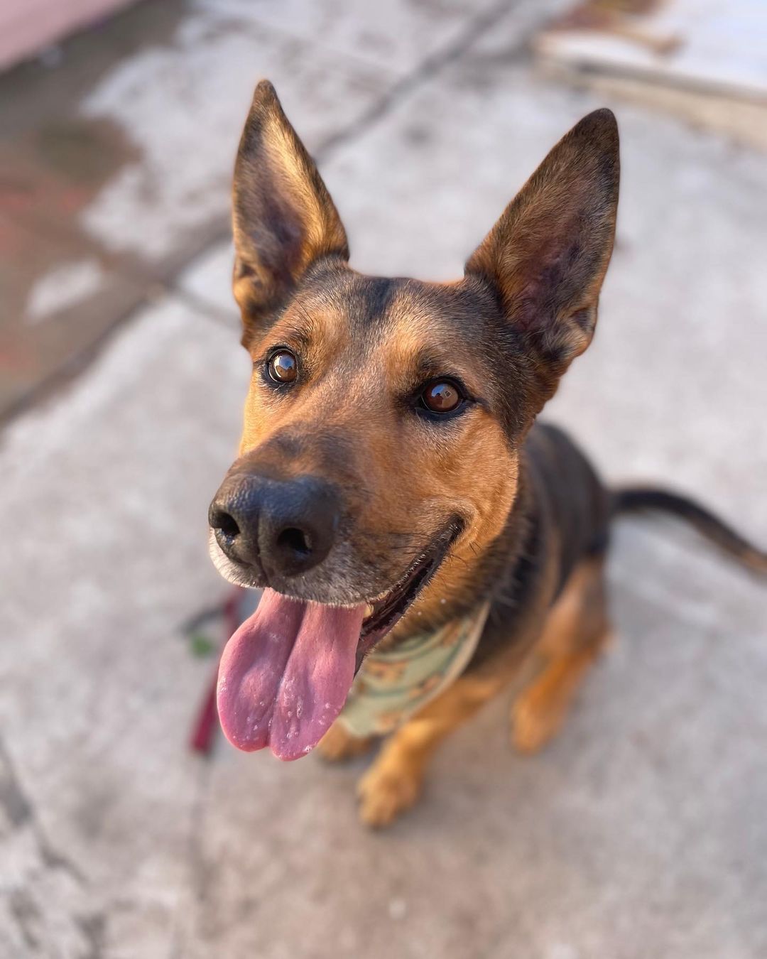 Welcome SIMBA! He has been adopted and returned 6 (!) times from LAAS in his 5 years of life, for various reasons. He was last surrendered in January and has been at the shelter ever since.
—
Volunteers found him to be affectionate and eager to please, despite the stress of long-term shelter life.  At 75lbs and smarts that often get dogs like him into trouble, he's a dog needing direction, understanding, and above all, consistency.
—
Today marks his last visit to the shelter, for life. Welcome to the Blue Man Dog family, Simba.
——
⚠️ City shelters are overflowing once again. It’s as bad as how it was before Covid 💔 We don’t really have space for any of the dogs we are taking right now, but we can’t stand by and let them go down. If you can foster a dog (and do the work that comes with that - yes, it takes work to save a life), pls reach out. Foster application is on our website.
—
<a target='_blank' href='https://www.instagram.com/explore/tags/dogrescue/'>#dogrescue</a> <a target='_blank' href='https://www.instagram.com/explore/tags/rescued/'>#rescued</a> <a target='_blank' href='https://www.instagram.com/explore/tags/cutedog/'>#cutedog</a> <a target='_blank' href='https://www.instagram.com/explore/tags/savealifeadopt/'>#savealifeadopt</a> <a target='_blank' href='https://www.instagram.com/explore/tags/shepherdmix/'>#shepherdmix</a> <a target='_blank' href='https://www.instagram.com/explore/tags/northcentralshelter/'>#northcentralshelter</a> <a target='_blank' href='https://www.instagram.com/explore/tags/dog/'>#dog</a> <a target='_blank' href='https://www.instagram.com/explore/tags/morethanadogrescue/'>#morethanadogrescue</a> <a target='_blank' href='https://www.instagram.com/explore/tags/dogloversofinstagram/'>#dogloversofinstagram</a> <a target='_blank' href='https://www.instagram.com/explore/tags/shelterdog/'>#shelterdog</a> <a target='_blank' href='https://www.instagram.com/explore/tags/losangelesdogrescue/'>#losangelesdogrescue</a>