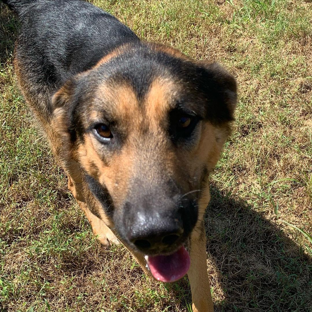 🎃🐶Meet Treat! 🐶🎃

It’s almost Halloween and you know what that means! It’s time to Trick or TREAT! And boy do we have the Treat for you — one in the shape of a rambunctious and bouncy one-year-old Shepherd Mix! Treat is a sweet boy who hasn’t received proper training in his short life, so he really doesn’t know how big he actually is. He’s bouncy and jumpy — in a “way too excited to see anyone and anything” sort of way. This means that his furrever family will need to be committed to his training — which we imagine will be pretty easy because this is one SMART boy — and providing him with ample walks, runs, treat puzzles, and more to keep his energy and curious brain occupied!

Treat is also incredibly sweet and loving — all of his excitement and energy comes from just wanting to LOVE you as much as he possibly can. Seriously — he gives the best, full sized, all encompassing hugs of any dog we’ve ever met. He’s a lover for sure (just watch out on Halloween — this boy also loves to steal masks in the midst of one of those hugs!). It’s honestly 99% treats, and 1% hilarious tricks with our Treat!

tl;dr on Treat:
👻 Male
👻 Shepherd Mix
👻 1 Year
👻 Heartwom Positive

Are you ready to add some Treat into your spooky season? M He’d be an amazing running or hiking (or any adventure, really) buddy once he gets the hang of his commands. Treat is guaranteed to keep you laughing with his puppy ways, but will also love you fiercely and fully. Treat is available on a first-come, first-served basis. Stop by the shelter (Tue-Sat 11-5:30) to meet him or put in your application now! 

💌: shelter@ochsms.org
☎️: 662-338-9093
🖥: www.ochsms.org/adopt

Included in the adoption fee: Spay/neuter surgery age-appropriate vaccinations, microchip, internal and external parasite treatment, heartworm prevention, and age-appropriate tests.

<a target='_blank' href='https://www.instagram.com/explore/tags/trickortreat/'>#trickortreat</a> <a target='_blank' href='https://www.instagram.com/explore/tags/shepherdmix/'>#shepherdmix</a> <a target='_blank' href='https://www.instagram.com/explore/tags/shepherdsofinstagram/'>#shepherdsofinstagram</a> <a target='_blank' href='https://www.instagram.com/explore/tags/shepherdmixesofinstagram/'>#shepherdmixesofinstagram</a> <a target='_blank' href='https://www.instagram.com/explore/tags/shepherdmixes/'>#shepherdmixes</a> <a target='_blank' href='https://www.instagram.com/explore/tags/sheleterdogs/'>#sheleterdogs</a> <a target='_blank' href='https://www.instagram.com/explore/tags/dogsofinstagram/'>#dogsofinstagram</a> <a target='_blank' href='https://www.instagram.com/explore/tags/rescuedogs/'>#rescuedogs</a> <a target='_blank' href='https://www.instagram.com/explore/tags/adoptashelterdog/'>#adoptashelterdog</a> <a target='_blank' href='https://www.instagram.com/explore/tags/ochs/'>#ochs</a> <a target='_blank' href='https://www.instagram.com/explore/tags/adoptdontshop/'>#adoptdontshop</a> <a target='_blank' href='https://www.instagram.com/explore/tags/animalrescue/'>#animalrescue</a> <a target='_blank' href='https://www.instagram.com/explore/tags/spayandneuter/'>#spayandneuter</a> <a target='_blank' href='https://www.instagram.com/explore/tags/adoptables/'>#adoptables</a> <a target='_blank' href='https://www.instagram.com/explore/tags/humanesociety/'>#humanesociety</a> <a target='_blank' href='https://www.instagram.com/explore/tags/animalwelfare/'>#animalwelfare</a> <a target='_blank' href='https://www.instagram.com/explore/tags/whywerescue/'>#whywerescue</a> <a target='_blank' href='https://www.instagram.com/explore/tags/adoptme/'>#adoptme</a> <a target='_blank' href='https://www.instagram.com/explore/tags/starkvillems/'>#starkvillems</a> <a target='_blank' href='https://www.instagram.com/explore/tags/mspets/'>#mspets</a> <a target='_blank' href='https://www.instagram.com/explore/tags/petsofinstagram/'>#petsofinstagram</a> <a target='_blank' href='https://www.instagram.com/explore/tags/rescuelove/'>#rescuelove</a>