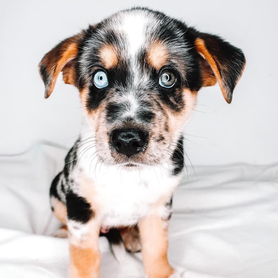 Tale as old as time 🕯Meet our Beauty & The Beast litter! ✨

Say hello to Beauty, Beast, Lumiere, Ms. Potts, Gaston, and Enchantress! They are beautiful! They are all so sweet and love to be with their people! They love to snuggle, be held, and play! They love playing with their bigger foster siblings, so they are very dog friendly! They are working on potty training! Some of them have even been working on the crate when their foster goes to run errands. They are extremely intelligent as well as sweet! Make your fairytale come true and adopt one of these babies! 🌹
Age: 8 weeks
Estimated breed: Aussie mix

Our story: Hi! Hello! Hi! We are the Beauty and The Beast litter! We were surrendered by our owner. Our tails are always wagging, we are so happy! We love to play with other furry friends and humans! Our favorite hobby is to give kisses! We can’t wait to break our curse and find our loving, forever people! 😉

I mean, even their eyes are enchanting! Apply at puppyhavenrescue.com/adopt/!

*Puppies are placed in homes based on best fit. Please list your first, second, and third choice when applying*