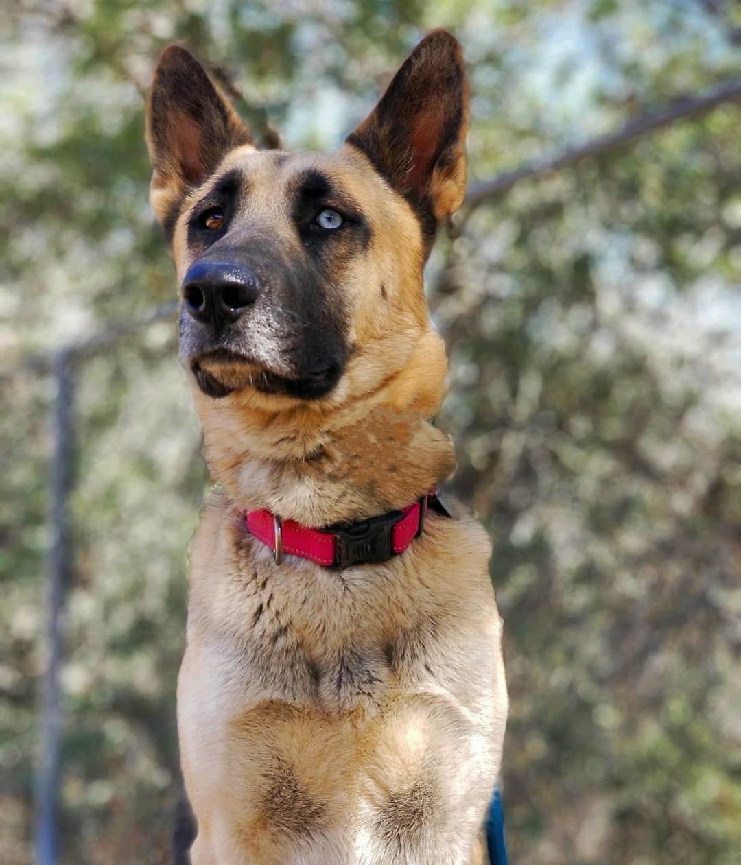 Not only is Shelby dog friendly and crate trained, she's super photogenic!