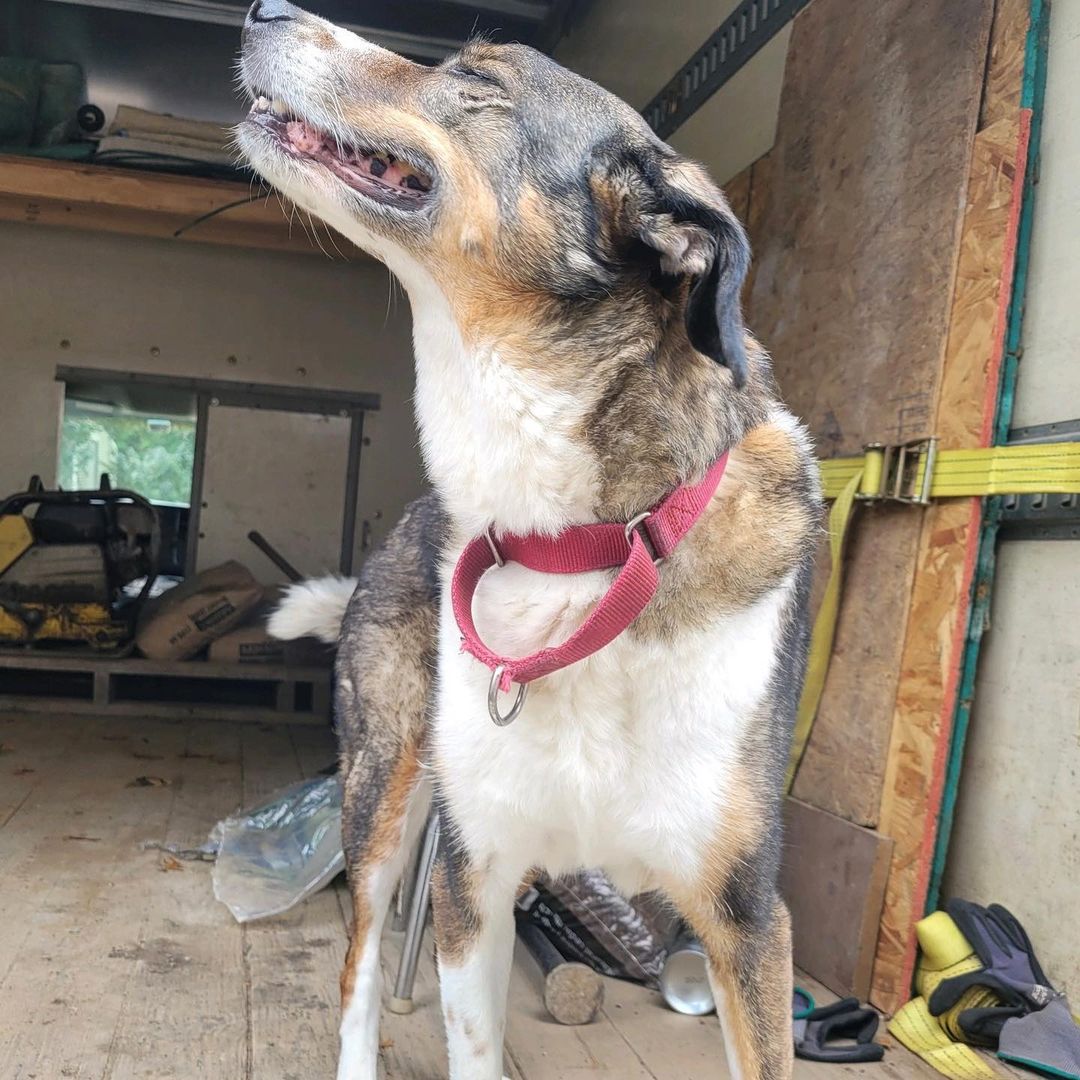 Look at that smile! ❤️❤️🐾🐾 Cheyenne is a ten-year-old sweetheart who came to us recently when her person passed away. Although she is happy, healthy, active and cuddly, she was in immediate danger of losing her own life, as she simply had nowhere to go. A very kind family agreed to foster Cheyenne to save her, but cannot foster long term. We know that Cheyenne is extremely dog-friendly, was raised with kids, listens well, is completely house trained, loyal, loving and fun. She is calm in the house, but loves walks and hikes and has plenty of energy for adventures. What we don’t know is why we haven’t had any interest in this perfect pup yet. Looking for an instant best friend for you and your dog? Look no further. She’s right here! To adopt our even foster our beautiful Aussie Shep/Beagle mix, please fill out our application at www.hharteam.org or email rescue@hharteam.org <a target='_blank' href='https://www.instagram.com/explore/tags/adoptables/'>#adoptables</a> <a target='_blank' href='https://www.instagram.com/explore/tags/adoptable/'>#adoptable</a> <a target='_blank' href='https://www.instagram.com/explore/tags/dog/'>#dog</a> <a target='_blank' href='https://www.instagram.com/explore/tags/smile/'>#smile</a> <a target='_blank' href='https://www.instagram.com/explore/tags/happy/'>#happy</a> <a target='_blank' href='https://www.instagram.com/explore/tags/fosterdog/'>#fosterdog</a> <a target='_blank' href='https://www.instagram.com/explore/tags/foster/'>#foster</a> <a target='_blank' href='https://www.instagram.com/explore/tags/love/'>#love</a> <a target='_blank' href='https://www.instagram.com/explore/tags/dogfriendly/'>#dogfriendly</a> <a target='_blank' href='https://www.instagram.com/explore/tags/kidfriendly/'>#kidfriendly</a> <a target='_blank' href='https://www.instagram.com/explore/tags/nj/'>#nj</a> <a target='_blank' href='https://www.instagram.com/explore/tags/rescuedog/'>#rescuedog</a> <a target='_blank' href='https://www.instagram.com/explore/tags/beaglemix/'>#beaglemix</a> <a target='_blank' href='https://www.instagram.com/explore/tags/aussiemix/'>#aussiemix</a> <a target='_blank' href='https://www.instagram.com/explore/tags/localrescue/'>#localrescue</a> <a target='_blank' href='https://www.instagram.com/explore/tags/adoptme/'>#adoptme</a> <a target='_blank' href='https://www.instagram.com/explore/tags/bestfriend/'>#bestfriend</a> <a target='_blank' href='https://www.instagram.com/explore/tags/adoptdontshop/'>#adoptdontshop</a> <a target='_blank' href='https://www.instagram.com/explore/tags/halfwayhomeanimalrescueteam/'>#halfwayhomeanimalrescueteam</a> ❤️🐾<a target='_blank' href='https://www.instagram.com/explore/tags/cheyenne/'>#cheyenne</a>