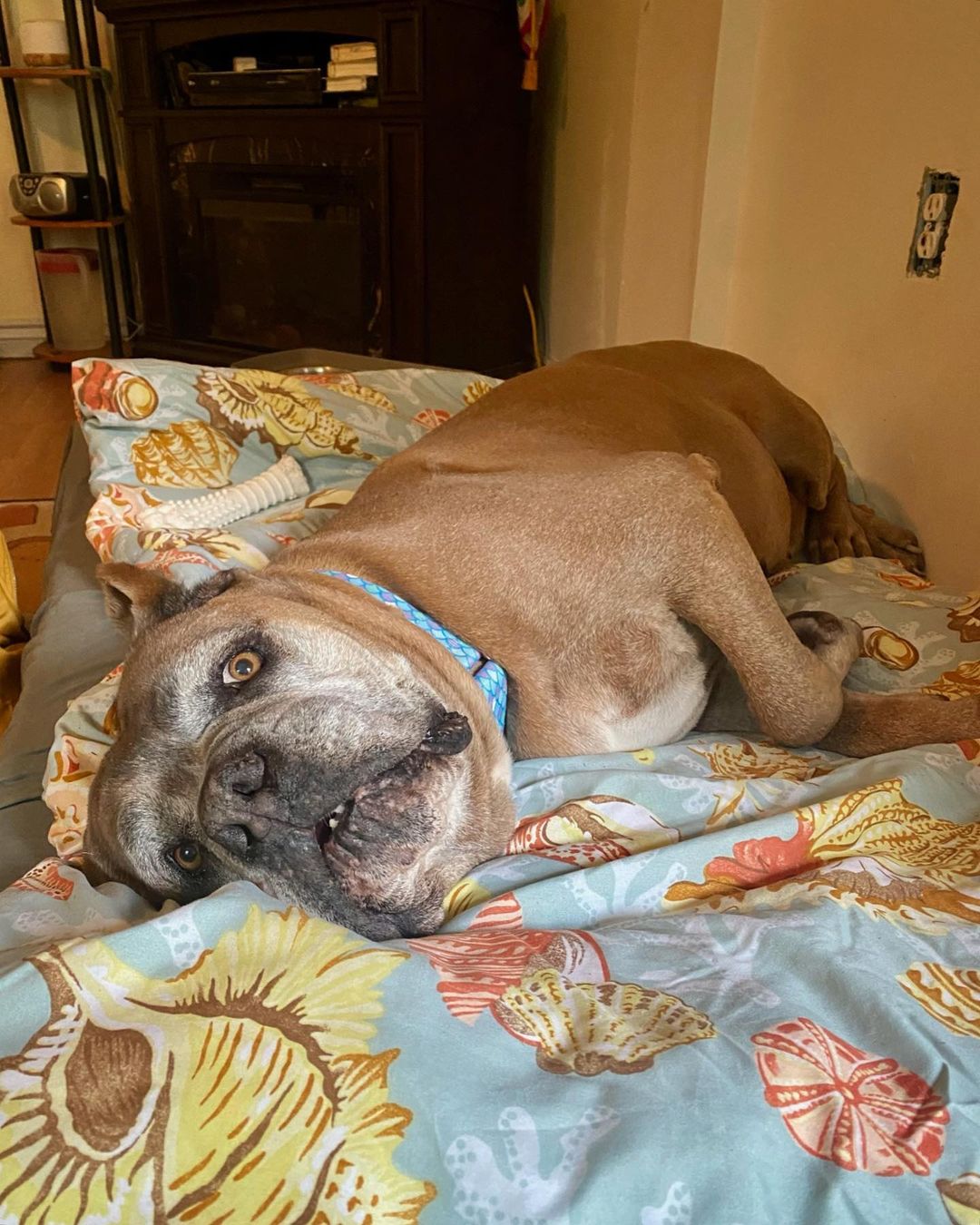 ✌🏼💤 <a target='_blank' href='https://www.instagram.com/explore/tags/nwdpseniorsanctuary/'>#nwdpseniorsanctuary</a>