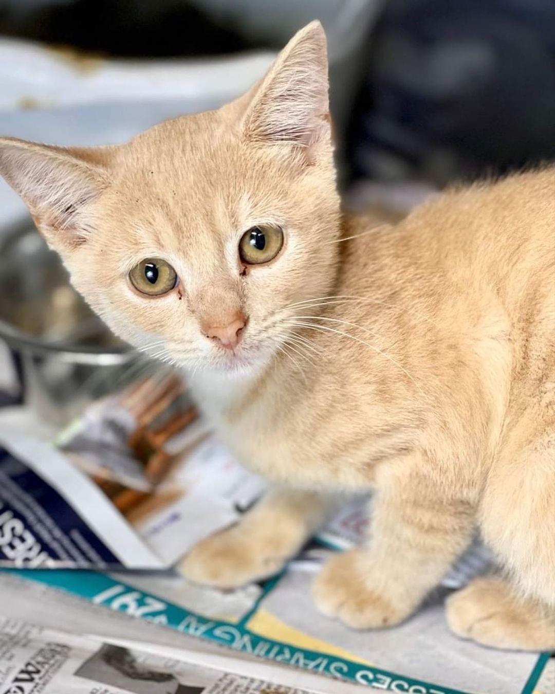 We couldn’t let <a target='_blank' href='https://www.instagram.com/explore/tags/NationalCatDay/'>#NationalCatDay</a> pass without posting some of our available cats. Ambrose, Dionne, and Dale are all eager to find forever homes. 

To meet them, email adoptions@fcpga.org or complete an adoption application at the link in our bio.