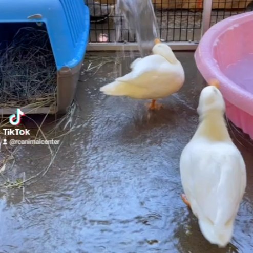 Best friends Donald & Daisy enjoying a little shower. These cuties are available for adoption. <a target='_blank' href='https://www.instagram.com/explore/tags/CreatingPAWsitiveImpact/'>#CreatingPAWsitiveImpact</a>