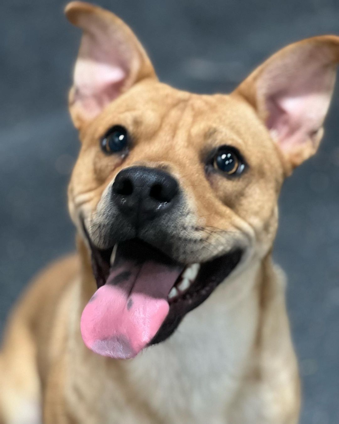 <a target='_blank' href='https://www.instagram.com/explore/tags/adoptme/'>#adoptme</a> Our boy Apple with the puppy hops 🥺🐾
•
Apple is available for adoption and is 11 months old and. He is a chowchow/pit mix and BEYOND smart. He wants to learn more and more everyday in any way he can bond with his family. Apple does great with kids, people, other dogs and cats (but definitely needs to learn that not everyone wants to play 🤣) 
•
To apply for apple please email us & fill out our adoption application