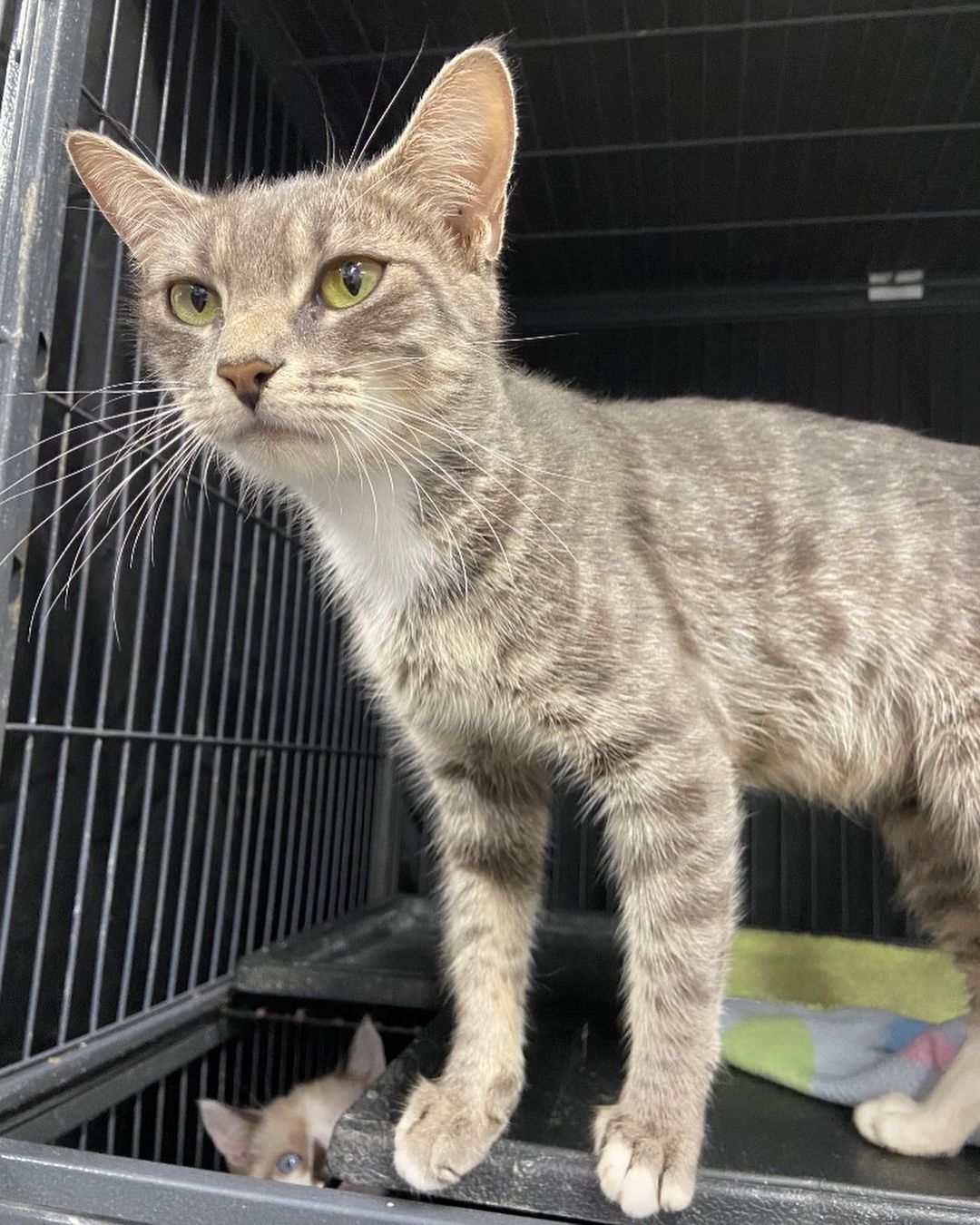 We couldn’t let <a target='_blank' href='https://www.instagram.com/explore/tags/NationalCatDay/'>#NationalCatDay</a> pass without posting some of our available cats. Ambrose, Dionne, and Dale are all eager to find forever homes. 

To meet them, email adoptions@fcpga.org or complete an adoption application at the link in our bio.