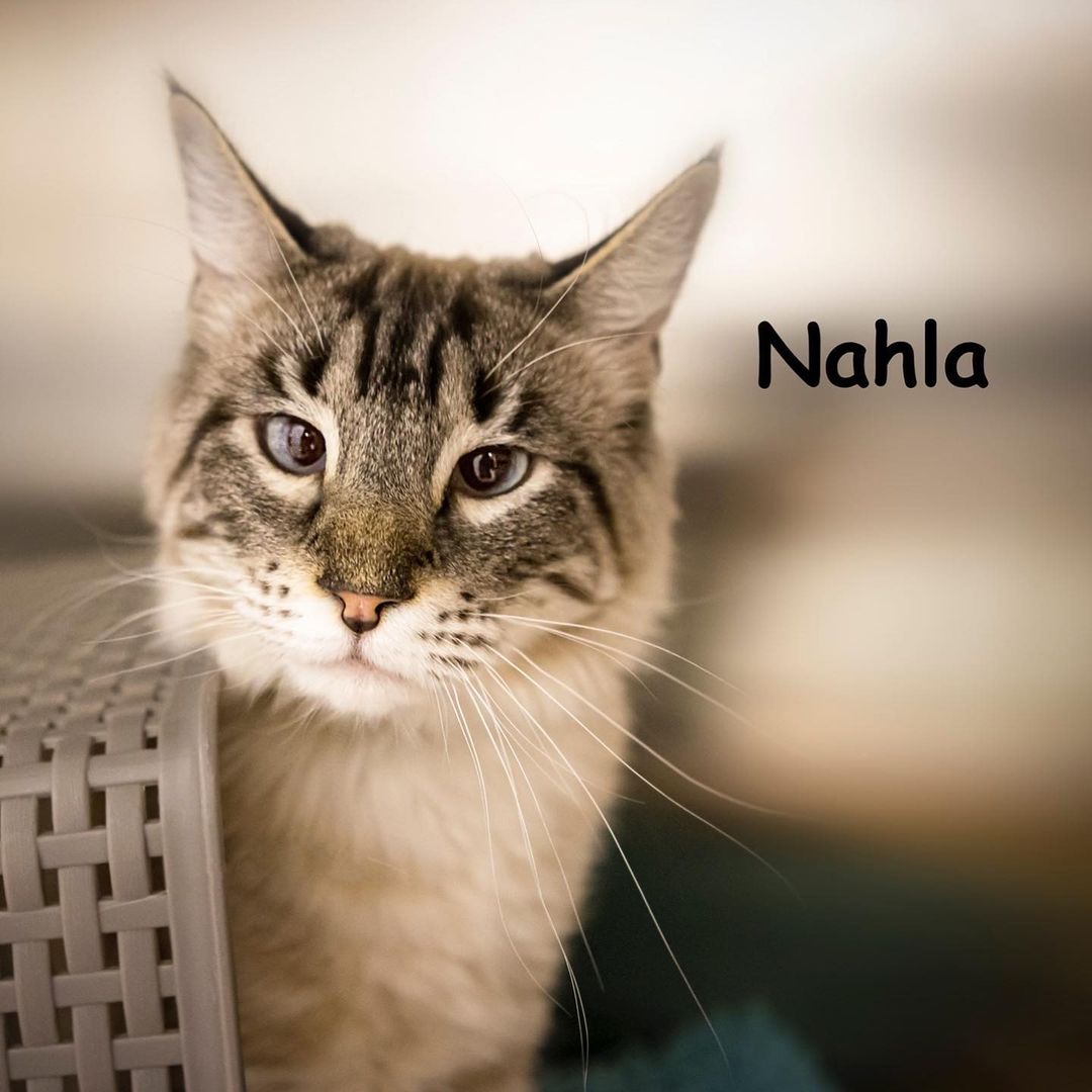 Sing it with me... Can you feel the love tonight? 🦁 One look at my adorable face and you're sure to fall in love forever! My name is Nahla and much like the lioness from The Lion King, I'm sweet, friendly, and charming. My personality radiates to the outside too, with my gorgeous long, soft fur and gemstone-like eyes. I'm a little shy, but once you get to know me, I'm very curious and loving. I haven't been at Homeward Bound too long, but I hope to find my new home soon, one where I can flourish and begin my next adventure. And, if you adopt by the end of the month, I'll get a free gift, a cool Halloween cat house scratcher, because all adult cats get one when they get adopted! Stop by this weekend and say hello! 
<a target='_blank' href='https://www.instagram.com/explore/tags/adopt/'>#adopt</a> <a target='_blank' href='https://www.instagram.com/explore/tags/cats/'>#cats</a> <a target='_blank' href='https://www.instagram.com/explore/tags/catadoption/'>#catadoption</a> <a target='_blank' href='https://www.instagram.com/explore/tags/adoptacat/'>#adoptacat</a>