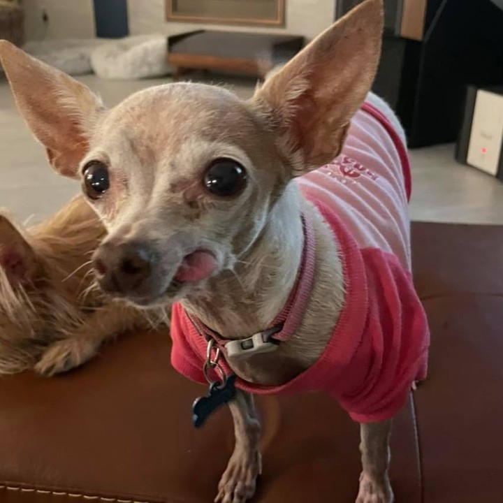 Vanessa is becoming the sweetest funny looking girl. She was in a home with tooooo many dogs so never socialized and while it takes a moment she loves her person! And she loves her sweaters!