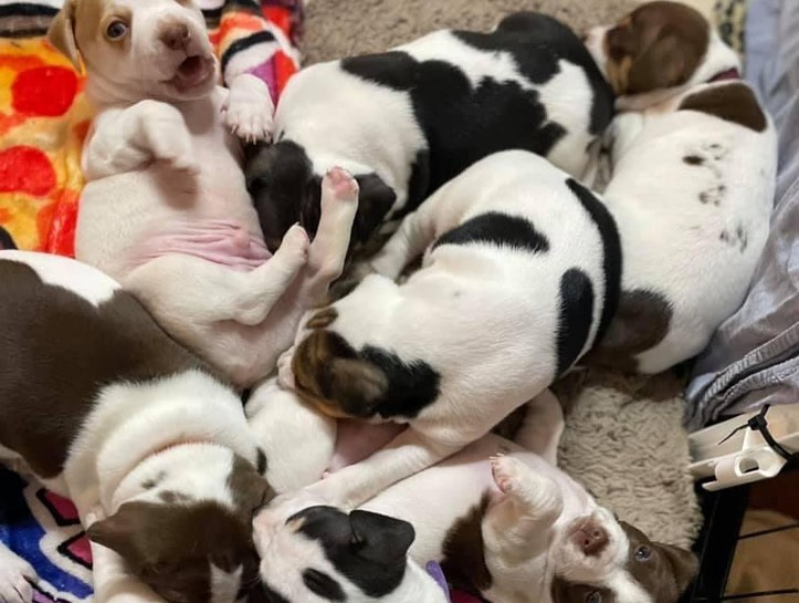 Pupdate from our Mario Kart litter! 🐶🐶

They are almost 5 weeks old and growing like weeds. Momma Princess is still the sweetest girl and loves raising her pups. Keep an eye out for when this family becomes available ❤️❤️❤️

** We typically begin accepting applications for litters when they are 6-7 weeks of age, but puppies will not go home until they are at least 8 weeks of age **

.
.
.
.
.
<a target='_blank' href='https://www.instagram.com/explore/tags/furrytales/'>#furrytales</a> <a target='_blank' href='https://www.instagram.com/explore/tags/mommadog/'>#mommadog</a> <a target='_blank' href='https://www.instagram.com/explore/tags/rescued/'>#rescued</a> <a target='_blank' href='https://www.instagram.com/explore/tags/shelterdog/'>#shelterdog</a> <a target='_blank' href='https://www.instagram.com/explore/tags/saved/'>#saved</a> <a target='_blank' href='https://www.instagram.com/explore/tags/puppies/'>#puppies</a> <a target='_blank' href='https://www.instagram.com/explore/tags/puppiesofinstagram/'>#puppiesofinstagram</a> <a target='_blank' href='https://www.instagram.com/explore/tags/puppiesofinsta/'>#puppiesofinsta</a> <a target='_blank' href='https://www.instagram.com/explore/tags/dogoftheday/'>#dogoftheday</a> <a target='_blank' href='https://www.instagram.com/explore/tags/puppyoftheday/'>#puppyoftheday</a> <a target='_blank' href='https://www.instagram.com/explore/tags/puppylove/'>#puppylove</a> <a target='_blank' href='https://www.instagram.com/explore/tags/puppy/'>#puppy</a> <a target='_blank' href='https://www.instagram.com/explore/tags/puppylife/'>#puppylife</a> <a target='_blank' href='https://www.instagram.com/explore/tags/puppytraining/'>#puppytraining</a> <a target='_blank' href='https://www.instagram.com/explore/tags/puppytongue/'>#puppytongue</a> <a target='_blank' href='https://www.instagram.com/explore/tags/puppygram/'>#puppygram</a> <a target='_blank' href='https://www.instagram.com/explore/tags/puppydog/'>#puppydog</a> <a target='_blank' href='https://www.instagram.com/explore/tags/rescuedpuppy/'>#rescuedpuppy</a> <a target='_blank' href='https://www.instagram.com/explore/tags/rescuedpuppies/'>#rescuedpuppies</a> <a target='_blank' href='https://www.instagram.com/explore/tags/pupper/'>#pupper</a>