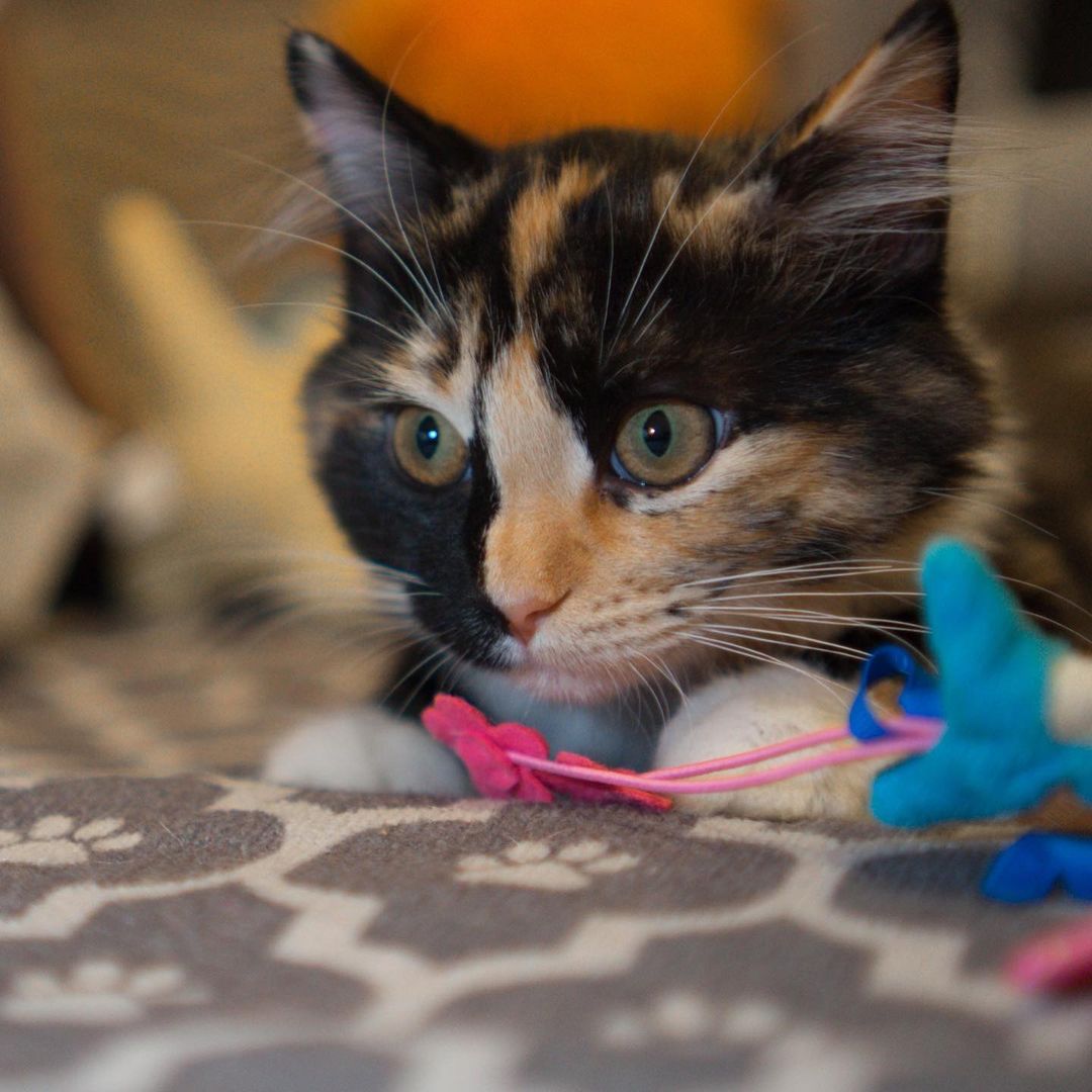 Pocahontas is around 5 months old, sweet and a little shy when you first meet her. We think she may be a ragdoll or long hair mix of a cat. She will come up to you for pets or to sniff your hand once she is comfortable with you. Affectionate and Independent are her two biggest traits. More playful around female kittens than male kittens, mostly because the male kittens she has met are a little too active for her likes. Pocahontas is chill and likes to watch her people from atop the cat tree.

To adopt, please fill out an adoption application at https://www.threepawsrescue.org/adoption-application/

For information about adoption fee, please visit https://www.threepawsrescue.org/adoption-fees/

To learn about the adoption process, please visit https://www.threepawsrescue.org/adoption-process/

<a target='_blank' href='https://www.instagram.com/explore/tags/adoptdontshop/'>#adoptdontshop</a> <a target='_blank' href='https://www.instagram.com/explore/tags/adopt/'>#adopt</a> <a target='_blank' href='https://www.instagram.com/explore/tags/adoptme/'>#adoptme</a> <a target='_blank' href='https://www.instagram.com/explore/tags/fosteringsaveslives/'>#fosteringsaveslives</a> <a target='_blank' href='https://www.instagram.com/explore/tags/cats/'>#cats</a> <a target='_blank' href='https://www.instagram.com/explore/tags/catsofinstagram/'>#catsofinstagram</a> <a target='_blank' href='https://www.instagram.com/explore/tags/catscatscats/'>#catscatscats</a> <a target='_blank' href='https://www.instagram.com/explore/tags/adoptacat/'>#adoptacat</a> <a target='_blank' href='https://www.instagram.com/explore/tags/catstagram/'>#catstagram</a> <a target='_blank' href='https://www.instagram.com/explore/tags/adoptable/'>#adoptable</a> <a target='_blank' href='https://www.instagram.com/explore/tags/atlanta/'>#atlanta</a> <a target='_blank' href='https://www.instagram.com/explore/tags/atl/'>#atl</a> <a target='_blank' href='https://www.instagram.com/explore/tags/atlcat/'>#atlcat</a> <a target='_blank' href='https://www.instagram.com/explore/tags/rescuecat/'>#rescuecat</a> <a target='_blank' href='https://www.instagram.com/explore/tags/rescuedismyfavoritebreed/'>#rescuedismyfavoritebreed</a> <a target='_blank' href='https://www.instagram.com/explore/tags/rescuecatsofinstagram/'>#rescuecatsofinstagram</a> <a target='_blank' href='https://www.instagram.com/explore/tags/catsofig/'>#catsofig</a> <a target='_blank' href='https://www.instagram.com/explore/tags/catsofinsta/'>#catsofinsta</a> <a target='_blank' href='https://www.instagram.com/explore/tags/atlantacat/'>#atlantacat</a> <a target='_blank' href='https://www.instagram.com/explore/tags/catsofatlanta/'>#catsofatlanta</a> <a target='_blank' href='https://www.instagram.com/explore/tags/catsofatl/'>#catsofatl</a> <a target='_blank' href='https://www.instagram.com/explore/tags/atlantarescuecats/'>#atlantarescuecats</a> <a target='_blank' href='https://www.instagram.com/explore/tags/rescuecatsofatlanta/'>#rescuecatsofatlanta</a> <a target='_blank' href='https://www.instagram.com/explore/tags/kitty/'>#kitty</a> <a target='_blank' href='https://www.instagram.com/explore/tags/threepawsrescue/'>#threepawsrescue</a>