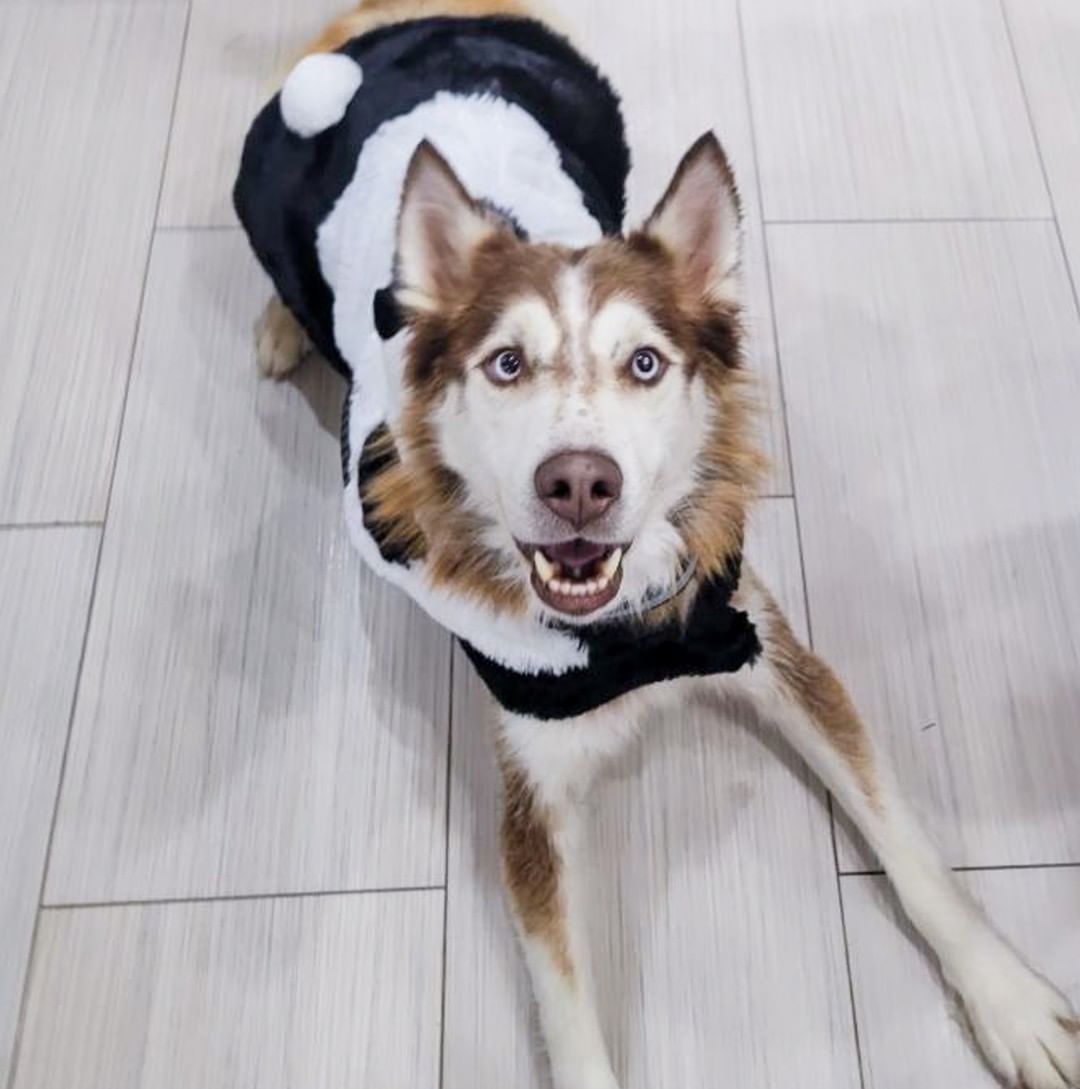 🕸🖤🎃👻 SPOOKY PUP OF THE DAY 👻🎃🖤🕸

First of all, Rocky is HOME SAFE with his foster!! YAY!

We had taken these pics when he arrived last weekend but it didn't feel right to post them until he was back safely with us 🖤

Rocky is a red panda for Halloween this year! He comes to us from the high kill shelter in Clovis, NM - pups in their shelter are given only 5 days before euthanasia. We were thankfully able to pull him when things got down to the wire. He is estimated 3-5yrs old and is overall a really good boy, friendly with humans and playful with other dogs. He clearly does have some will to escape as he was able to tunnel under his foster's fence within a few days, so recommend caution and supervision as he adjusts. 

He got a bath when he first arrived here and did great - we had to get pretty up close and personal since he was so dirty, but he showed no aggression at all. He is medium/high energy and seems to know some commands and is very attentive and excited for treats. He has a ton of potential for the right adopter! He still needs to be neutered and have basic diagnostic tests done to rule out common health issues. Once this is done he will be ready to go to his forever home - we can place him with the right adopter in a foster-to-adopt home ASAP, provided the adopter is able to work with us for medical appointment scheduling! 

Apply here, or wait for his official ready-to-adopt post in the near future!

<a target='_blank' href='https://www.instagram.com/explore/tags/husky/'>#husky</a> <a target='_blank' href='https://www.instagram.com/explore/tags/panda/'>#panda</a> <a target='_blank' href='https://www.instagram.com/explore/tags/red/'>#red</a> <a target='_blank' href='https://www.instagram.com/explore/tags/redhusky/'>#redhusky</a> <a target='_blank' href='https://www.instagram.com/explore/tags/siberianhusky/'>#siberianhusky</a> <a target='_blank' href='https://www.instagram.com/explore/tags/azhusky/'>#azhusky</a> <a target='_blank' href='https://www.instagram.com/explore/tags/arizonahusky/'>#arizonahusky</a> <a target='_blank' href='https://www.instagram.com/explore/tags/azhuskyrescue/'>#azhuskyrescue</a> <a target='_blank' href='https://www.instagram.com/explore/tags/rescue/'>#rescue</a> <a target='_blank' href='https://www.instagram.com/explore/tags/huskyrescue/'>#huskyrescue</a> <a target='_blank' href='https://www.instagram.com/explore/tags/huskiesofinstagram/'>#huskiesofinstagram</a> <a target='_blank' href='https://www.instagram.com/explore/tags/rescuedog/'>#rescuedog</a> <a target='_blank' href='https://www.instagram.com/explore/tags/dogsincostume/'>#dogsincostume</a> <a target='_blank' href='https://www.instagram.com/explore/tags/halloweendogs/'>#halloweendogs</a> <a target='_blank' href='https://www.instagram.com/explore/tags/trickortreat/'>#trickortreat</a> <a target='_blank' href='https://www.instagram.com/explore/tags/adoptme/'>#adoptme</a> <a target='_blank' href='https://www.instagram.com/explore/tags/adoptdontshop/'>#adoptdontshop</a>