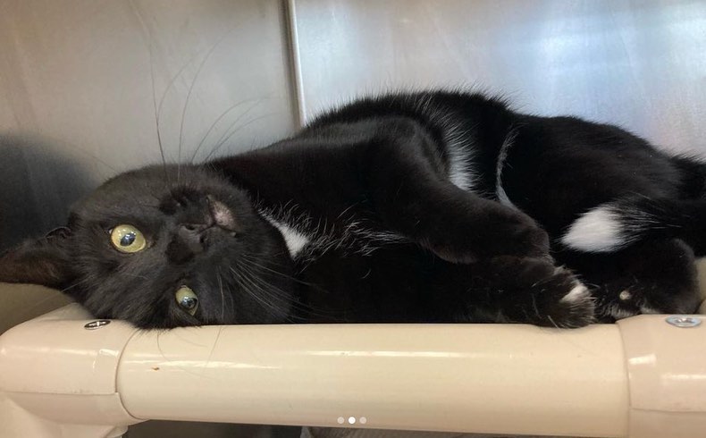 You guys, we called it more than a month ago: Bacardi is an irresistible heartthrob of a kitty. ❤️

Many of us were already smitten with him when he was at our Manhattan Adoption Center (🤚) but at the time, he could have the occasional naughty moment. (We were attributing these to the fact that his kitty condo was in close proximation to the kennels and the puppers can get loud…and sure enough, since he’s been in foster, he’s been a total angel.)

Bacardi is an affectionate, entertaining, silly, biscuit-making hunk of a kitty.

His foster parents called him a “sweet, cuddly kitty who likes to play with his toys and follow them around the house.”

This little guy is best friend material and he can’t wait to meet his person!

If you’d like to meet Bacardi, please visit our website and submit an online application today! 🐱

<a target='_blank' href='https://www.instagram.com/explore/tags/betheirhero/'>#betheirhero</a> <a target='_blank' href='https://www.instagram.com/explore/tags/adoptme/'>#adoptme</a> <a target='_blank' href='https://www.instagram.com/explore/tags/bideawee/'>#bideawee</a> <a target='_blank' href='https://www.instagram.com/explore/tags/love/'>#love</a> <a target='_blank' href='https://www.instagram.com/explore/tags/cats/'>#cats</a> <a target='_blank' href='https://www.instagram.com/explore/tags/catsofinstagram/'>#catsofinstagram</a> <a target='_blank' href='https://www.instagram.com/explore/tags/cats_of_instagram/'>#cats_of_instagram</a> <a target='_blank' href='https://www.instagram.com/explore/tags/catstagram/'>#catstagram</a> <a target='_blank' href='https://www.instagram.com/explore/tags/catsofig/'>#catsofig</a> <a target='_blank' href='https://www.instagram.com/explore/tags/ilovecats/'>#ilovecats</a> <a target='_blank' href='https://www.instagram.com/explore/tags/kitty/'>#kitty</a> <a target='_blank' href='https://www.instagram.com/explore/tags/kitties/'>#kitties</a> <a target='_blank' href='https://www.instagram.com/explore/tags/kittiesofinstagram/'>#kittiesofinstagram</a> <a target='_blank' href='https://www.instagram.com/explore/tags/fosteringsaveslives/'>#fosteringsaveslives</a> <a target='_blank' href='https://www.instagram.com/explore/tags/cute/'>#cute</a> <a target='_blank' href='https://www.instagram.com/explore/tags/blackcatsofinstagram/'>#blackcatsofinstagram</a> <a target='_blank' href='https://www.instagram.com/explore/tags/blackcats/'>#blackcats</a> <a target='_blank' href='https://www.instagram.com/explore/tags/blackcatsrule/'>#blackcatsrule</a>