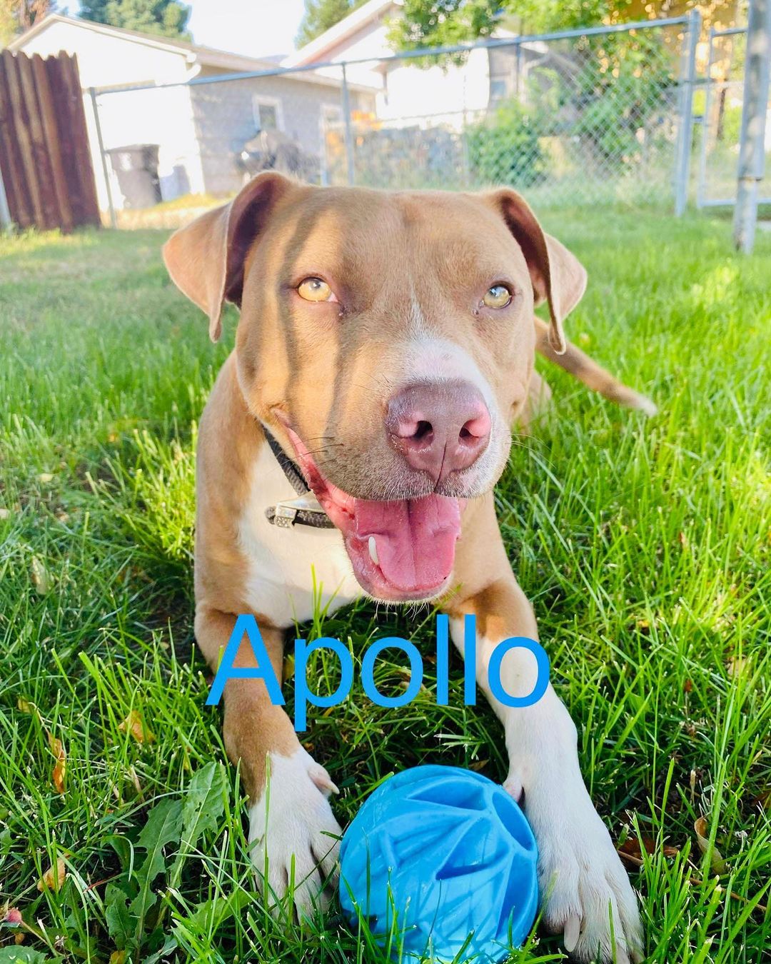 ADOPTABLE

APOLLO

Meet Apollo! This handsome guy is 2-3 years old. Apollo is a super energetic, sweet, and loving dog. He loves adventures & hikes, cuddling, and his kong toys. He would do well in a home with another female dog who matches his same energy, or in a house with cats. Apollo is crate trained and house trained. 
He knows basic commands (sit, lay down, off, and “in your house” when he needs to go to his kennel) and is willing to learn more for some treats! Sadly, Apollo is not a first timer at MPP. This sweet boy has a bit of stranger danger and is uncomfortable with new people, particularly men. Apollo needs an experienced adopter who is willing to work with him and understand that he is a fearful boy from his abusive past. He would benefit from formal training to get to the core issues of why he is so scared. Apollo has been great around kiddos in the past but because he is nervous around new people we are currently looking for a home with older children for him.
Is anyone willing to love this boy? He is so worth it 🙏🏼🤍 located in Butte, Montana

Please apply below if interested in fostering or adopting 

https://linktr.ee/Montanapittieproject