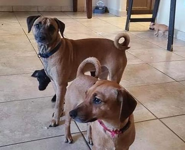 Meet Penny and Porky.  They’re with @Freedom Bound Hounds in Southern Idaho.  They’re owner passed away and they need new homes.  They are dachshund mixes weighing about 20lbs and 2 years old.

I know we have lots of dachshund lovers here and wanted to get the word out here about these two.  They’re fixed, vaccinated, microchipped, house broke, and well behaved.  Please, consider giving them a home.