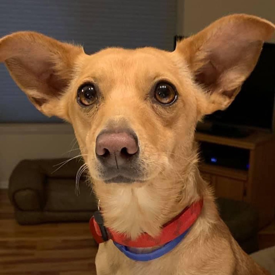 Hi! I’m Gwen! I’m pretty darn cute, if I do say so myself. My foster mom agrees though. I love to snuggle in laps and right next to my foster mom in bed. Her bed is way more comfortable as far as I’m concerned. I’m a Chi/Doxie mix, I think. I’m a slim 14 pounds and am almost two years old. I’m a little nervous and shy when I meet new people, but settle in when I realize they have TREATS! Men make me nervous because they’re so big, but if they are patient and nice, I come around. I have this amazing toy right on my rear end and I chase it every day! When I catch it, nothing seems to happen. Strange!  I like to supervise when my foster mom cooks…just in case she sees my cuteness and gives me a little something.  I would love a small doggie friend to play with, but I would also be OK if I’m your one and only. Since I’m a nervous gal, I would prefer no young kids. Cats don’t bother me at all and I walk nicely on a leash. I’m a super fast runner, so a secured fenced yard is a requirement for me. I’m crate trained, potty trained, spayed, utd on vaccs and chipped. If interested in meeting me and having a cuddle bug to keep you warm through the winter, and you meet the requirements above, you can complete the application at https://www.corgisandfriends.com/forms as the first step.  The rescue requires the application, home and reference check, and a meet with everyone in the home. My adoption fee is $375 and the rescue is not doing any out of state adoptions. <a target='_blank' href='https://www.instagram.com/explore/tags/fosteringsaveslives/'>#fosteringsaveslives</a> 
.
.
.
.

<a target='_blank' href='https://www.instagram.com/explore/tags/muttsofinstagram/'>#muttsofinstagram</a> <a target='_blank' href='https://www.instagram.com/explore/tags/dog/'>#dog</a> <a target='_blank' href='https://www.instagram.com/explore/tags/dogsofinstagram/'>#dogsofinstagram</a> <a target='_blank' href='https://www.instagram.com/explore/tags/dogs/'>#dogs</a> <a target='_blank' href='https://www.instagram.com/explore/tags/doglife/'>#doglife</a> <a target='_blank' href='https://www.instagram.com/explore/tags/doglover/'>#doglover</a> <a target='_blank' href='https://www.instagram.com/explore/tags/adoptdontshop/'>#adoptdontshop</a> <a target='_blank' href='https://www.instagram.com/explore/tags/adorable/'>#adorable</a> <a target='_blank' href='https://www.instagram.com/explore/tags/woof/'>#woof</a> <a target='_blank' href='https://www.instagram.com/explore/tags/pet/'>#pet</a> <a target='_blank' href='https://www.instagram.com/explore/tags/pets/'>#pets</a> <a target='_blank' href='https://www.instagram.com/explore/tags/petsagram/'>#petsagram</a> <a target='_blank' href='https://www.instagram.com/explore/tags/petsofinstagram/'>#petsofinstagram</a> <a target='_blank' href='https://www.instagram.com/explore/tags/dogoftheday/'>#dogoftheday</a> <a target='_blank' href='https://www.instagram.com/explore/tags/smile/'>#smile</a> <a target='_blank' href='https://www.instagram.com/explore/tags/coloradodogs/'>#coloradodogs</a> <a target='_blank' href='https://www.instagram.com/explore/tags/rescuedog/'>#rescuedog</a> <a target='_blank' href='https://www.instagram.com/explore/tags/rescuedogsofinstagram/'>#rescuedogsofinstagram</a> <a target='_blank' href='https://www.instagram.com/explore/tags/rescuedismyfavoritebreed/'>#rescuedismyfavoritebreed</a>  <a target='_blank' href='https://www.instagram.com/explore/tags/puppiesofinstagram/'>#puppiesofinstagram</a> <a target='_blank' href='https://www.instagram.com/explore/tags/puppy/'>#puppy</a> <a target='_blank' href='https://www.instagram.com/explore/tags/puppylove/'>#puppylove</a>  <a target='_blank' href='https://www.instagram.com/explore/tags/dogmodel/'>#dogmodel</a> <a target='_blank' href='https://www.instagram.com/explore/tags/littledog/'>#littledog</a> <a target='_blank' href='https://www.instagram.com/explore/tags/chihuahuasofinstagram/'>#chihuahuasofinstagram</a> <a target='_blank' href='https://www.instagram.com/explore/tags/chihuahuasofinstagram/'>#chihuahuasofinstagram</a> <a target='_blank' href='https://www.instagram.com/explore/tags/chiweenie/'>#chiweenie</a>