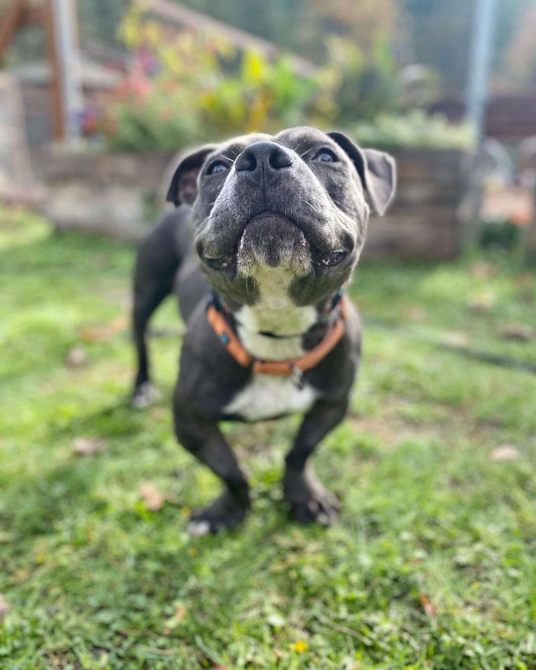 Gooood mornin’ from the cutest lil short-stack around. 😍 <a target='_blank' href='https://www.instagram.com/explore/tags/adoptme/'>#adoptme</a>