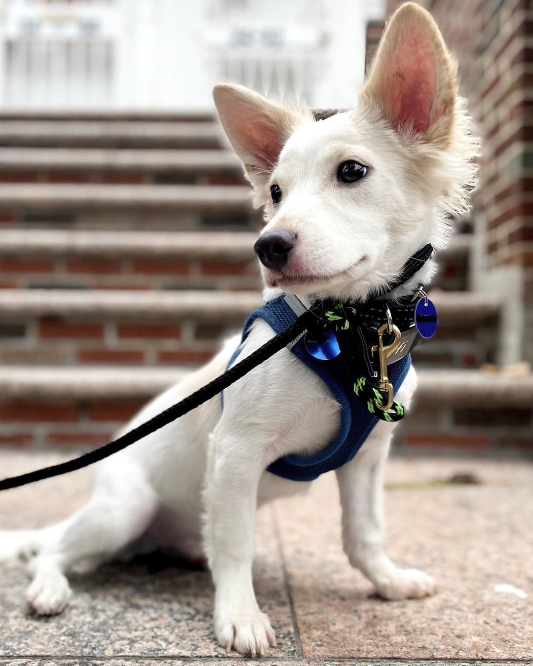 They don’t get any sweeter than Somang! 💗 He’s a 6-month-old male Jindo mix and weighs about 12 pounds. Somang was rescued from the Seoul city shelter. He’s potty trained and doing well with crate training. Somang is best described as outgoing, friendly, energetic, happy-go-lucky, and sweet. He’s a confident, curious walker and likes to stop to sniff (and sometimes lick!) leaves. 🍂 Somang is very affectionate and loves being around people. He’s also a quick learner and knows the “Sit” command! If Somang sounds like the dog you’ve been looking for, apply to adopt!

🐕 On a case-by-case basis, we accept applications from residents living within 30-miles of NYC and certain areas within CT, PA, D.C., MD, and MA. Check koreank9rescue.org/adopt for more details! 📝⁠⁠⁠⁠⁠⁠⁠⁠⁠⁠⁠⁠⁠

<a target='_blank' href='https://www.instagram.com/explore/tags/jindo/'>#jindo</a> <a target='_blank' href='https://www.instagram.com/explore/tags/adoptmenyc/'>#adoptmenyc</a> <a target='_blank' href='https://www.instagram.com/explore/tags/nyc/'>#nyc</a> <a target='_blank' href='https://www.instagram.com/explore/tags/korea/'>#korea</a> <a target='_blank' href='https://www.instagram.com/explore/tags/adoptme/'>#adoptme</a> <a target='_blank' href='https://www.instagram.com/explore/tags/adoptmeplease/'>#adoptmeplease</a> <a target='_blank' href='https://www.instagram.com/explore/tags/koreank9rescue/'>#koreank9rescue</a> <a target='_blank' href='https://www.instagram.com/explore/tags/kk9r/'>#kk9r</a> <a target='_blank' href='https://www.instagram.com/explore/tags/spay/'>#spay</a> <a target='_blank' href='https://www.instagram.com/explore/tags/neuter/'>#neuter</a> <a target='_blank' href='https://www.instagram.com/explore/tags/rescueismyfavoritebreed/'>#rescueismyfavoritebreed</a> <a target='_blank' href='https://www.instagram.com/explore/tags/rescuedog/'>#rescuedog</a> <a target='_blank' href='https://www.instagram.com/explore/tags/everydogdeserveslove/'>#everydogdeserveslove</a> <a target='_blank' href='https://www.instagram.com/explore/tags/showlovekorea/'>#showlovekorea</a>