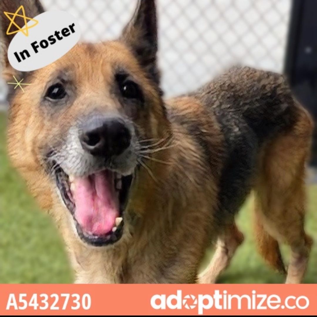 Chapo <a target='_blank' href='https://www.instagram.com/explore/tags/a5432730/'>#a5432730</a> our sweet senior shepherd from @carsonanimalslaco is having a great time in foster- but we would be very happy to see him in his forever home- if you are interested in meeting him please email foster@animalcare.lacounty.gov from his foster: 
Chapo is delightful; he's been enjoying his walks and likes to hang out with me in my home office during the day.  We're getting to know each other, and we think the 