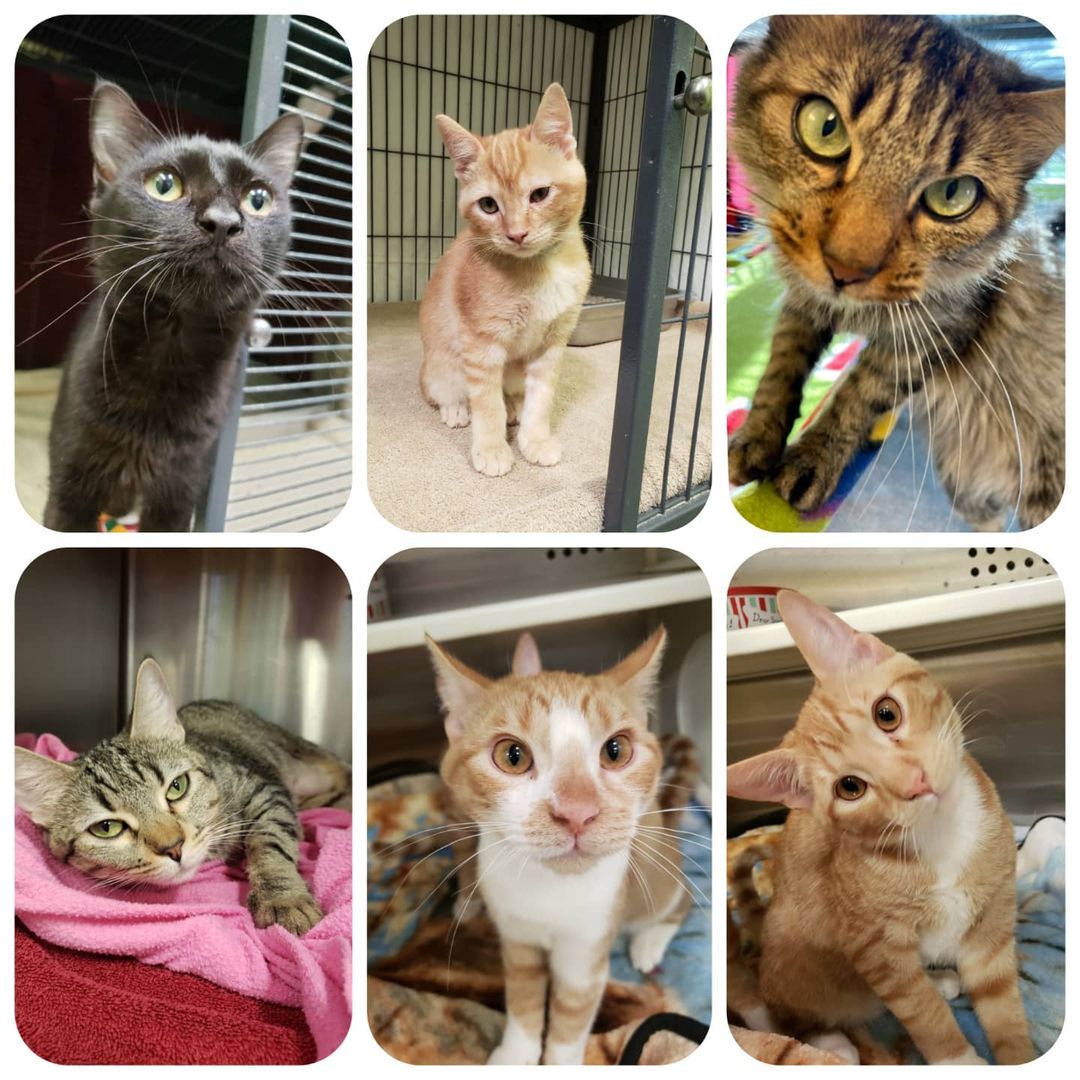 Happy National Cat day! Check out just some of the amazing friends we have available for adoption.  <a target='_blank' href='https://www.instagram.com/explore/tags/CreatingPAWsitiveImpact/'>#CreatingPAWsitiveImpact</a> <a target='_blank' href='https://www.instagram.com/explore/tags/nationalcatday/'>#nationalcatday</a>