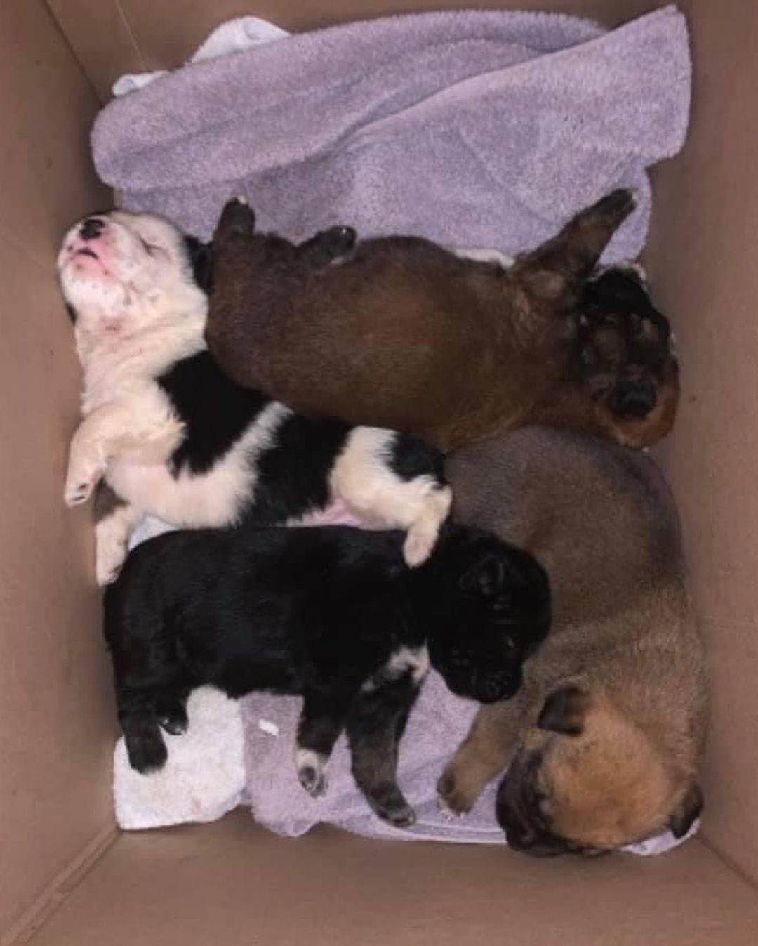 Hello to all of our dog and puppy lovers. 
This is a sad story and we received a desperate plea for help for this dog and her puppies. 

A friend of the person who sent this bought a house where the family was evicted.  The evicted family left ALL of their animals.  Cats, dogs and this mama with puppies.  The house is going to be demolished and rebuilt.￼

The mom and babies are the first priority since the puppies are so young.  Mama is friendly. 

We cover all vet bills, which also includes getting mama and babies spayed/neutered, dewormed and vaccinated, once old enough. We  can also provide food for mama and puppies. 
We will feature them on Petfinder, once they are ready, for adoption and they can come to our Petsmart/Petco adoption days￼. ￼

Please let us know if you have space in your home and heart for these homeless pups and their mama. <a target='_blank' href='https://www.instagram.com/explore/tags/adopt/'>#adopt</a> <a target='_blank' href='https://www.instagram.com/explore/tags/foster/'>#foster</a> <a target='_blank' href='https://www.instagram.com/explore/tags/rescue/'>#rescue</a> <a target='_blank' href='https://www.instagram.com/explore/tags/puppies/'>#puppies</a> <a target='_blank' href='https://www.instagram.com/explore/tags/mamadog/'>#mamadog</a> <a target='_blank' href='https://www.instagram.com/explore/tags/adoptme/'>#adoptme</a> <a target='_blank' href='https://www.instagram.com/explore/tags/adoptables/'>#adoptables</a> <a target='_blank' href='https://www.instagram.com/explore/tags/fosteringsaveslives/'>#fosteringsaveslives</a> <a target='_blank' href='https://www.instagram.com/explore/tags/foster/'>#foster</a> <a target='_blank' href='https://www.instagram.com/explore/tags/fostersanantonio/'>#fostersanantonio</a> <a target='_blank' href='https://www.instagram.com/explore/tags/schertz/'>#schertz</a> <a target='_blank' href='https://www.instagram.com/explore/tags/cibolo/'>#cibolo</a>