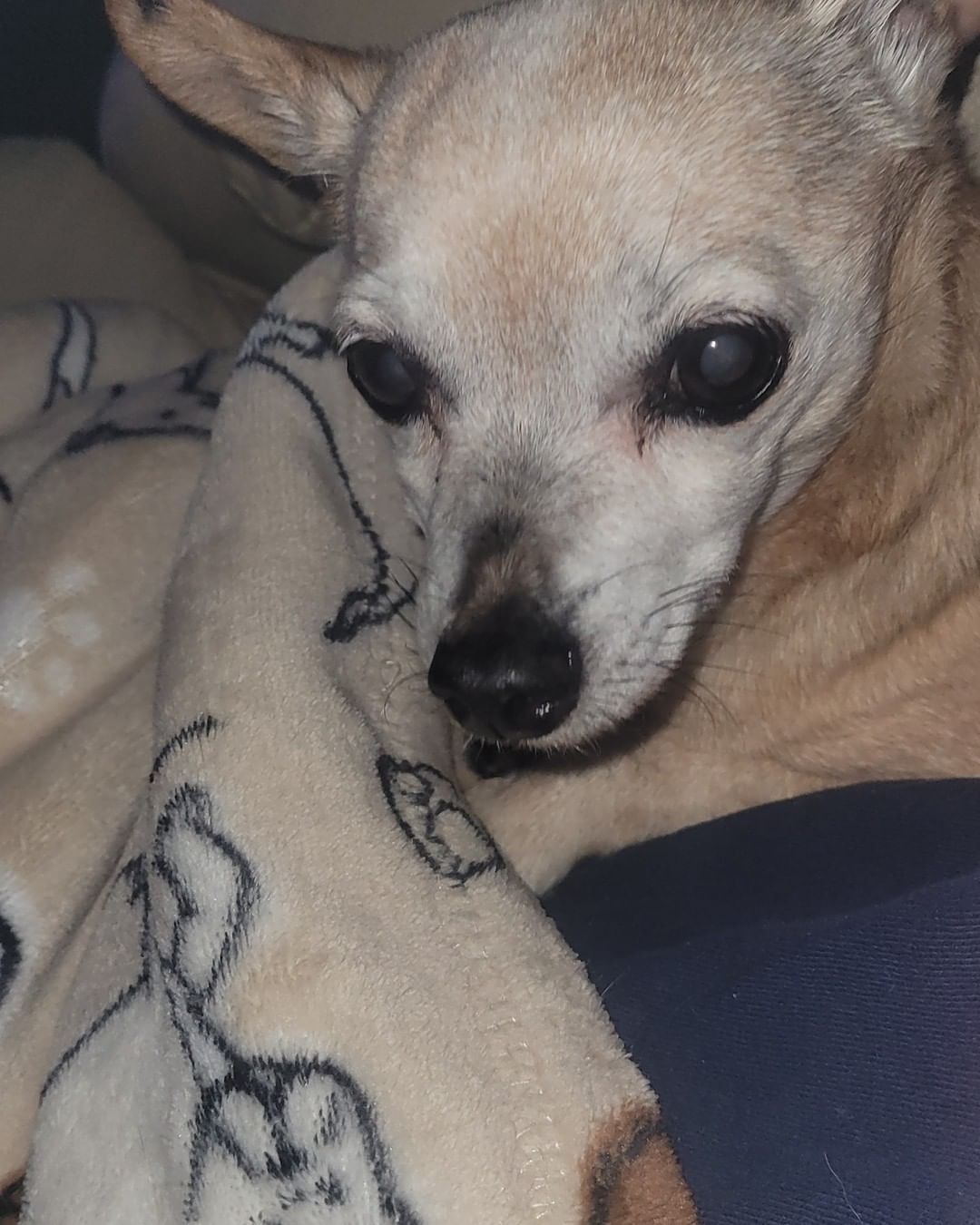 Miss Molly is snuggling up with foster mama on this dreary evening.