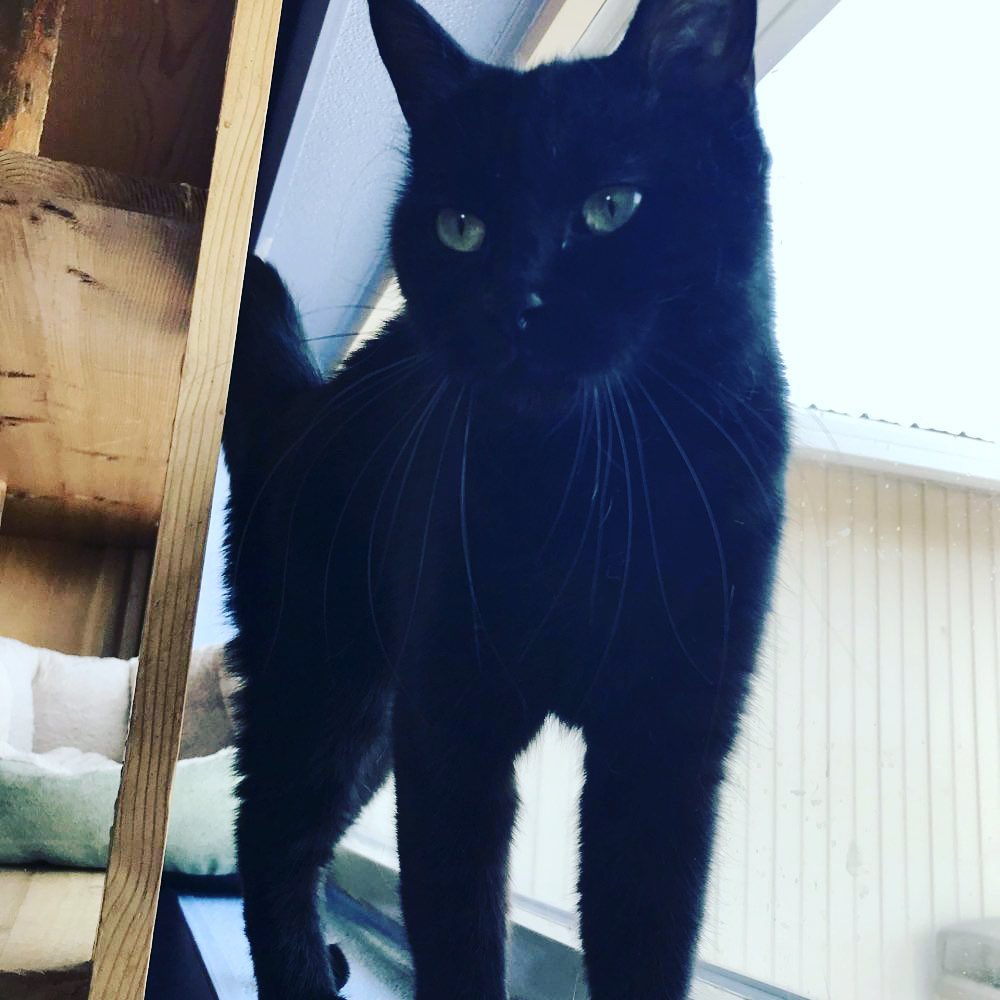 It’s <a target='_blank' href='https://www.instagram.com/explore/tags/nationalblackcatday/'>#nationalblackcatday</a> and we have several black cats ready to find their furrever home! 

Black is the most dominant fur color. Black cats can even change color. Some have a tabby pattern that can be seen in different lighting. Pretty cool! 

<a target='_blank' href='https://www.instagram.com/explore/tags/BMHACats/'>#BMHACats</a> <a target='_blank' href='https://www.instagram.com/explore/tags/rescuecat/'>#rescuecat</a> <a target='_blank' href='https://www.instagram.com/explore/tags/adoptdontshop/'>#adoptdontshop</a> <a target='_blank' href='https://www.instagram.com/explore/tags/easternoregon/'>#easternoregon</a>