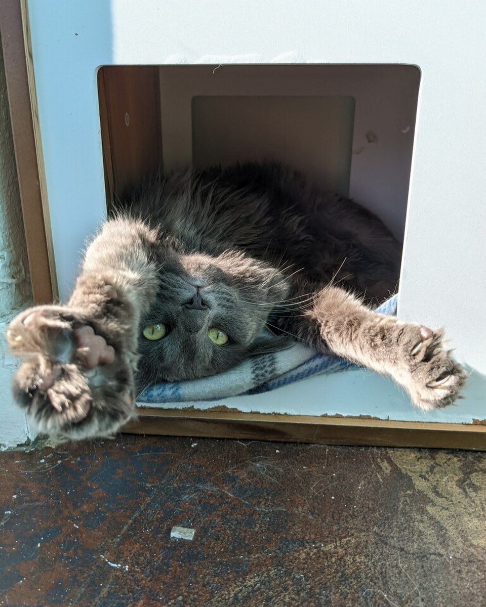 Happy <a target='_blank' href='https://www.instagram.com/explore/tags/nationalcatday/'>#nationalcatday</a> from everyone’s* favorite Gregory**!!

* except Choccy.
**Apologies to other Gregorys.
