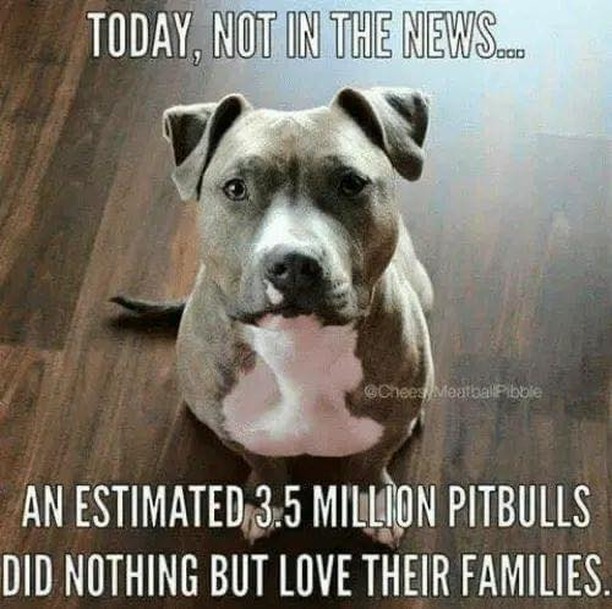 <a target='_blank' href='https://www.instagram.com/explore/tags/pitbullawarenessmonth/'>#pitbullawarenessmonth</a> 🐾