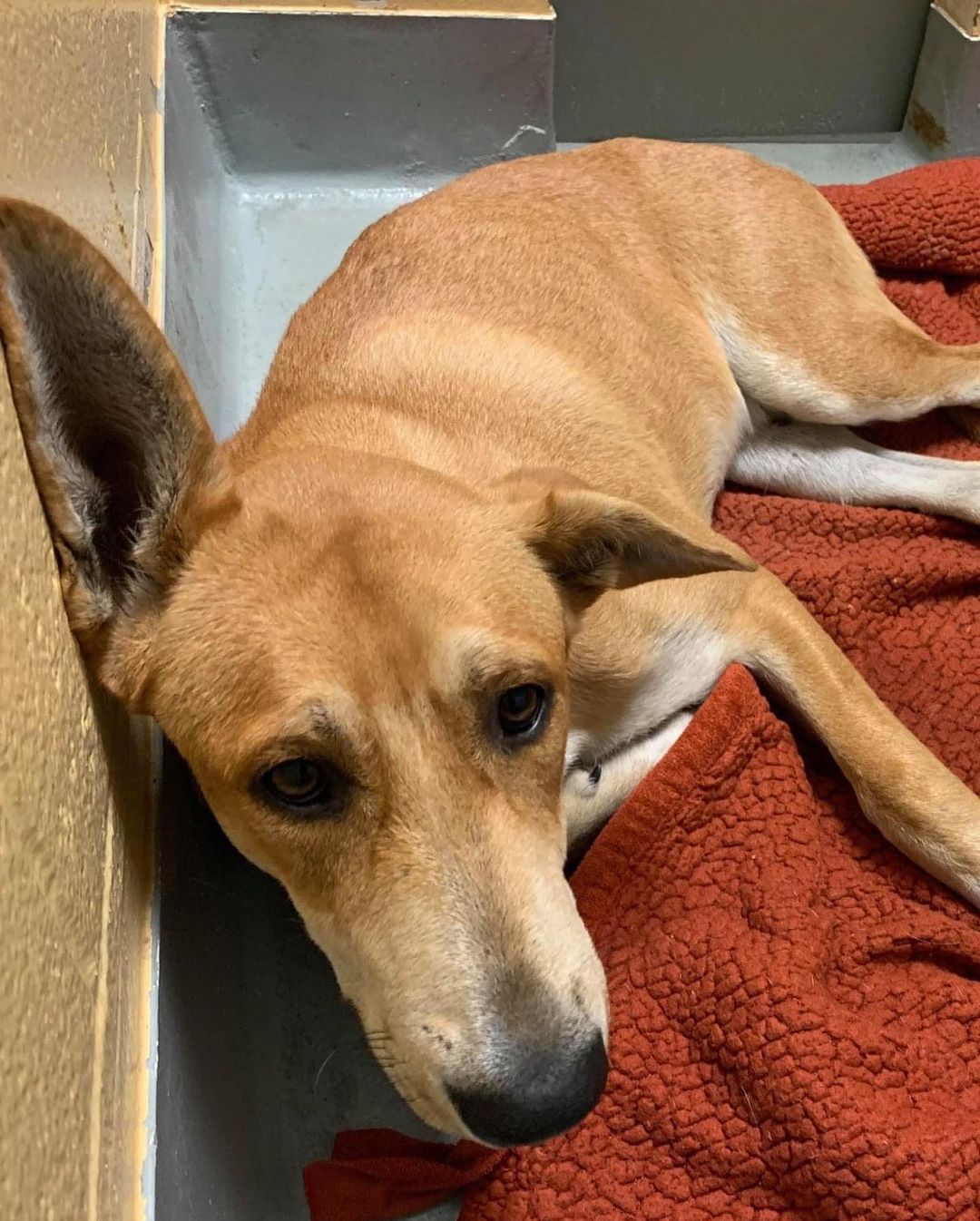 This handsome, but broken pup with the phenomenal ears is Riker. And he needs our help! 

Earlier this week, we were contacted by Tulsa Animal Welfare to see if we would consider helping Riker and another very injured pup that we will tell you about a little later this week. 

Riker came into the shelter as an injured stray, unable to walk. He could stand, but not for very long. They suspected he had been hit by a car. 

Even though he was in pain, he was still so sweet with such a wonderful personality. We wanted to give him a second chance. 

We got Riker to our vet where they determined Riker had a cracked femoral head, which requires an expensive FHO surgery. An FHO, or femoral head ostectomy, is a surgical procedure to ensure pain-free mobility to a damaged hip by removing the head and neck of the femur. 

The surgery cost is $1,200. 

We want to continue helping injured and broken animals, but the costs add up so quickly. Please consider making a tax-deductible donation to help with Riker’s medical bills. 

Riker also needs a foster home where he can rest and recuperate. If you’re interested in giving Riker a safe space to heal, please send us a private message or email info@animalallianceok.org. <a target='_blank' href='https://www.instagram.com/explore/tags/tulsa/'>#tulsa</a> <a target='_blank' href='https://www.instagram.com/explore/tags/tulsaoklahoma/'>#tulsaoklahoma</a> <a target='_blank' href='https://www.instagram.com/explore/tags/tulsaok/'>#tulsaok</a> <a target='_blank' href='https://www.instagram.com/explore/tags/tulsapets/'>#tulsapets</a> <a target='_blank' href='https://www.instagram.com/explore/tags/rescuedog/'>#rescuedog</a> <a target='_blank' href='https://www.instagram.com/explore/tags/rescuedogsofinstagram/'>#rescuedogsofinstagram</a> <a target='_blank' href='https://www.instagram.com/explore/tags/adoptdontshop/'>#adoptdontshop</a> <a target='_blank' href='https://www.instagram.com/explore/tags/fosteringsaveslives/'>#fosteringsaveslives</a>