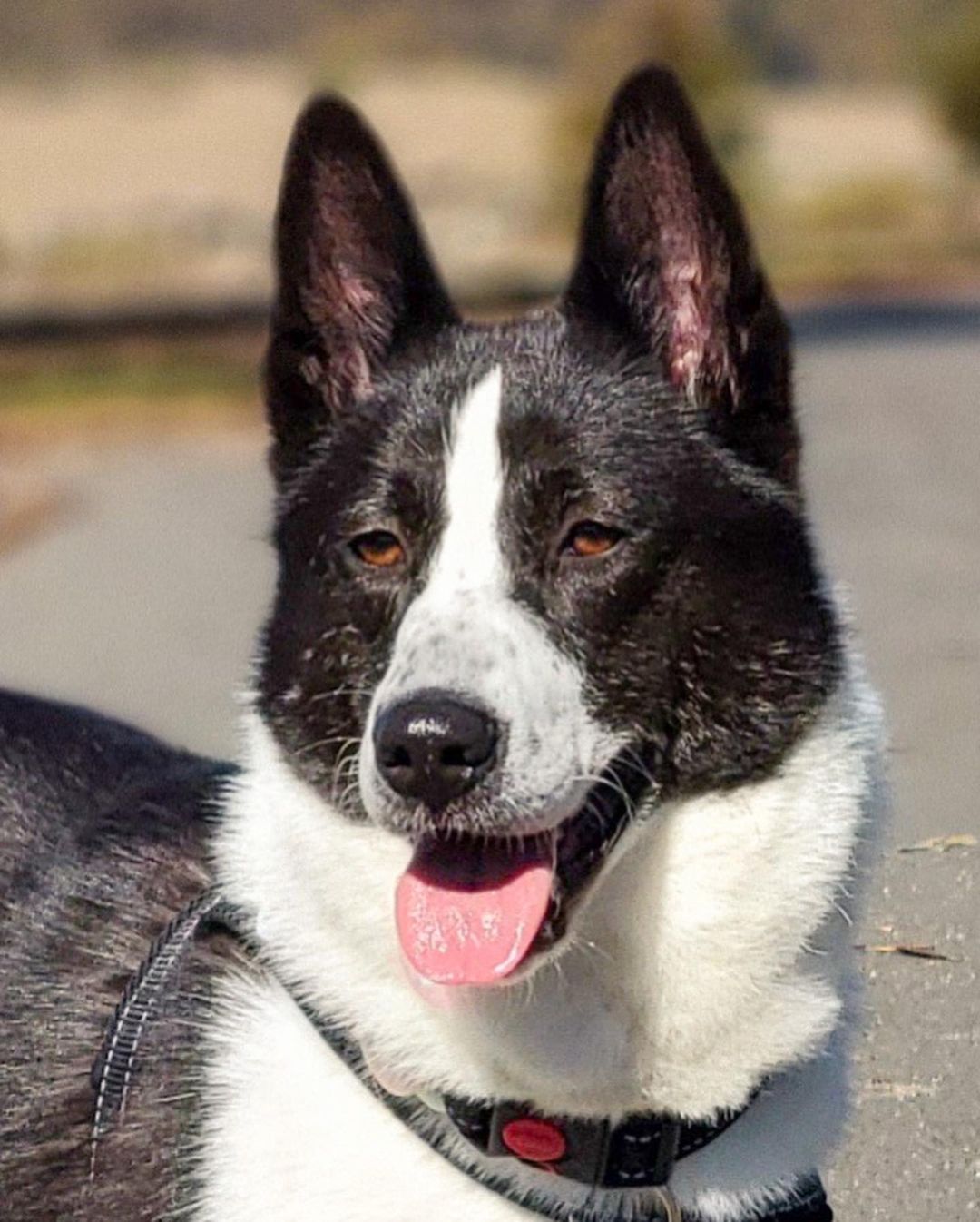 𝐋𝐀𝐈𝐊𝐀 🐾 
Age: 3 year old
Gender: F
Weight: 40-45lbs
Breed: Laika/Jindo mix
Dog: ✔️
Kids: ✔️
Cats: N/A
House-trained: ✔️
Crate trained: ✔️
Leash: In Training
Fostered In: Richmond (El Sobrante), CA
____

Meet Laika! 🐶 Laika is an adorable 3 year old Jindo/Collie mix! Laika is a wonderful dog with tons of personality. She is sweet, friendly, playful, and smart. Despite her harsh past she still loves human affection and interaction. She will sit there forever while you hold her face in your hands and give her kisses! She has spent time with kids (4-12 years old) and has never shown anything but her sweet temperament. She is not shy or skittish. She has a naughty side and is into *everything* she can reach, including your shoes, socks, stuffed animals, slippers, Halloween decorations(!)... so she will need to be watched until she learns the ropes and rules of the house. She is eager to please and learns quickly. Super smart.

Laika is highly toy motivated, especially balls, and learning to play a proper game of fetch (rather than keep away!), which is probably her favorite activity in life right now! She is very playful with her foster home's 2-year old female husky mix so having another playful dog would be a good match. She is a high energy dog and loves long walks, hikes, and runs. This girl can GO so an active, involved owner that can devote regular exercise and focused playtime would be ideal. She is very calm and relaxed at home after she has been exercised.

She has started some basic obedience and responds well to leadership. She is comfortable in her kennel. She eats meals in her crate, and sleeps through the night in it. She is housetrained, but is given regular potty breaks (every 2 hours) throughout the day. She is still learning leash manners but is improving every day.

We know you will fall in love with Laika when you meet her. She is a special dog that is waiting for her special family. This is your chance to give this amazing dog her second chance! Laika ia patiently waiting! 💕

If you’re interested in adopting, please fill out an adoption application on our website (link in bio)! 😊