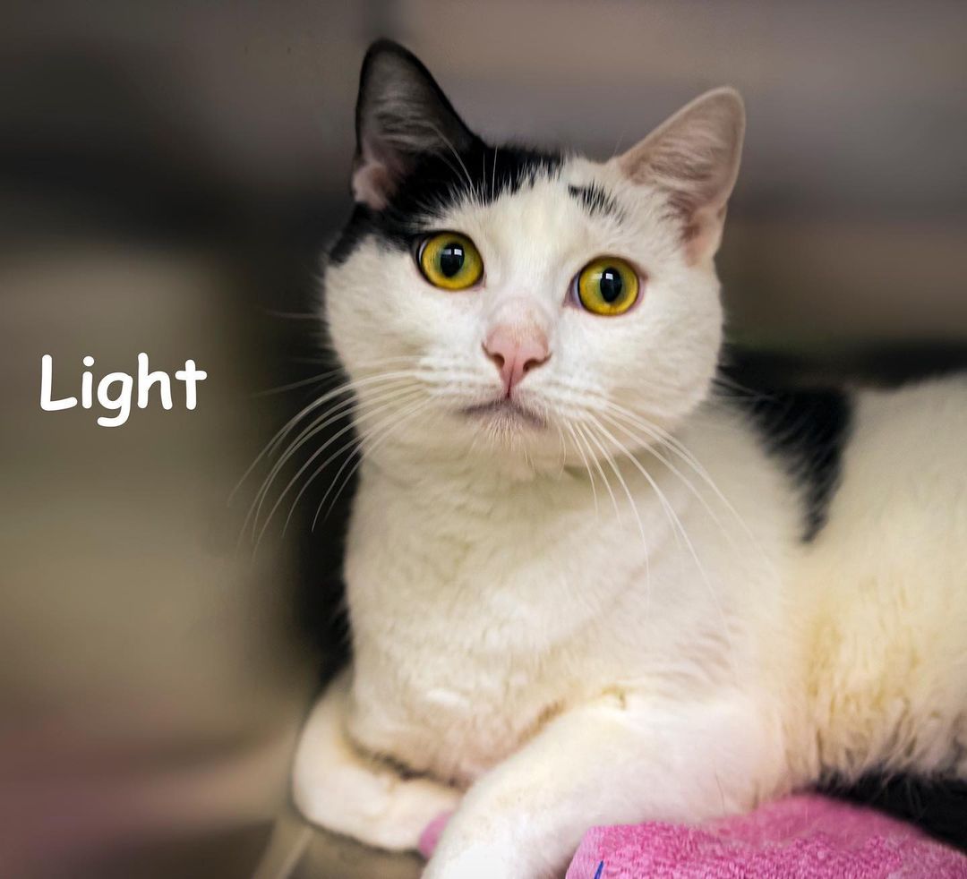 Hey there, I'm Light, a handsome fella with cute markings on my face that make me endearing and special. One of my favorite things is when people play with me, especially if it's chasing fingers! 😹 I love getting attention; sometimes I'll reach my paw out to you. My dream is to find a home with a human who will devote time to me, sharing daily adventures, playtime, and of course, cuddle time. Don't forget, if you adopt an adult kitty by October 31, we get a Halloween cat house scratcher, generously donated by a kind family! See you soon! 

<a target='_blank' href='https://www.instagram.com/explore/tags/adopt/'>#adopt</a> <a target='_blank' href='https://www.instagram.com/explore/tags/adoptacat/'>#adoptacat</a> <a target='_blank' href='https://www.instagram.com/explore/tags/catadoption/'>#catadoption</a> <a target='_blank' href='https://www.instagram.com/explore/tags/cats/'>#cats</a>